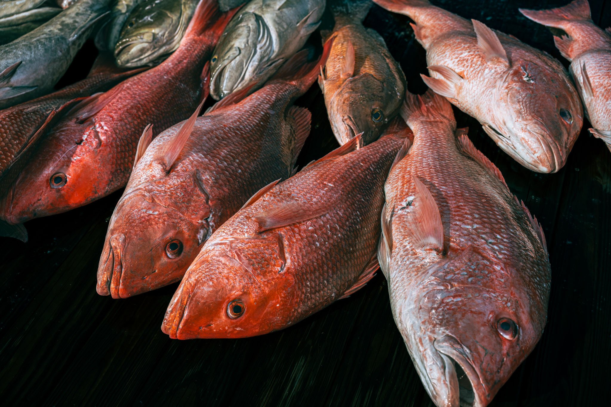 Freshly caught red snapper and amberjack lying on a wooden dock; image shows a variety of vibrant red and orange colors of the snapper and varying sizes of both species.