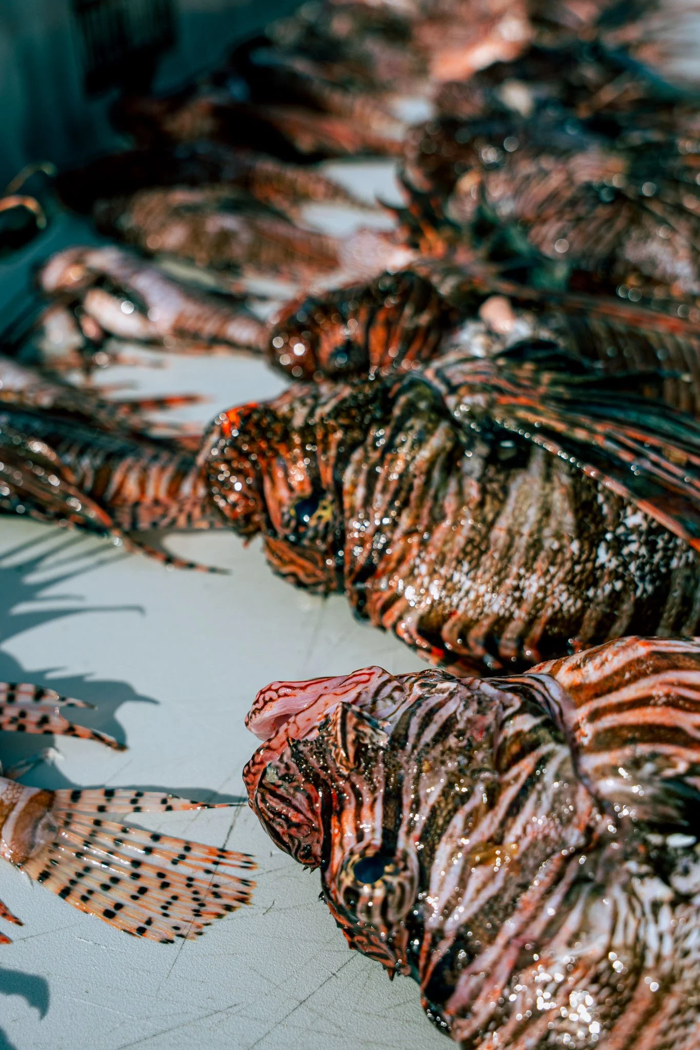 Close-up of several colorful lionfish laid out on a light-colored cleaning station surface.