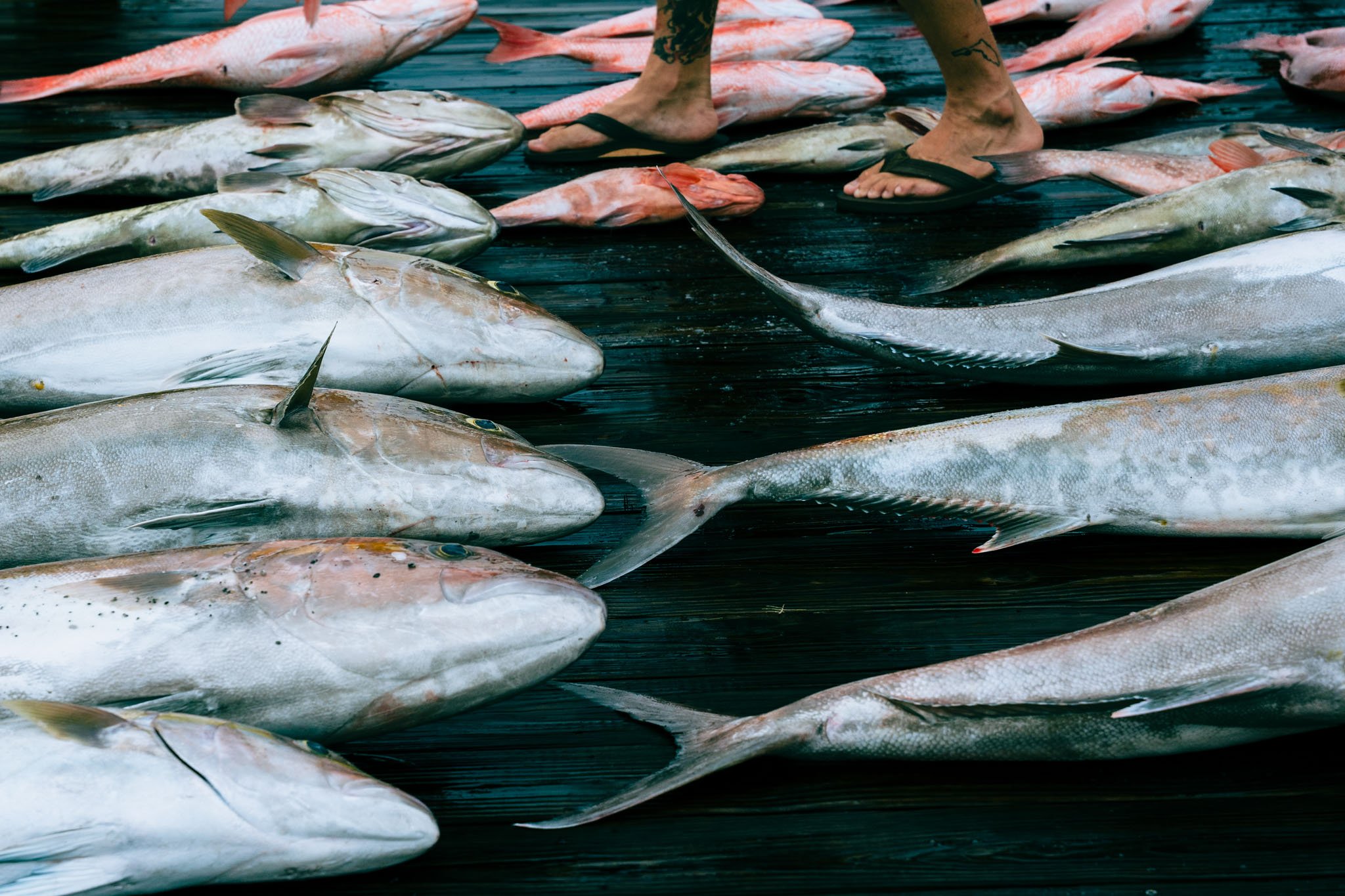 Several large fish laid out on a dark wooden surface, with a person's legs and feet visible, wearing flip-flops.