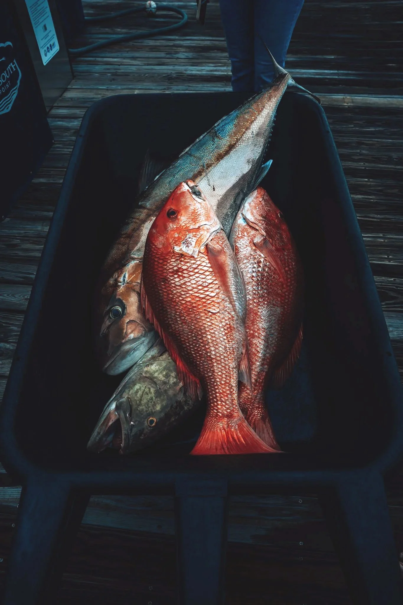Photo of freshly caught red snapper and amberjack in a black wheelbarrow on a wooden dock.