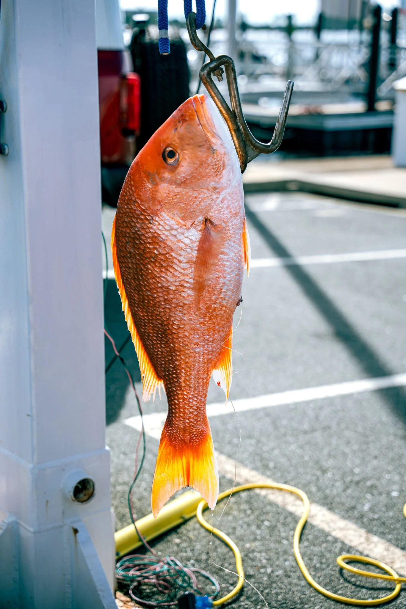 A red fish hanging from a metal hook attached to a blue rope, set against a backdrop of boats and a dock.