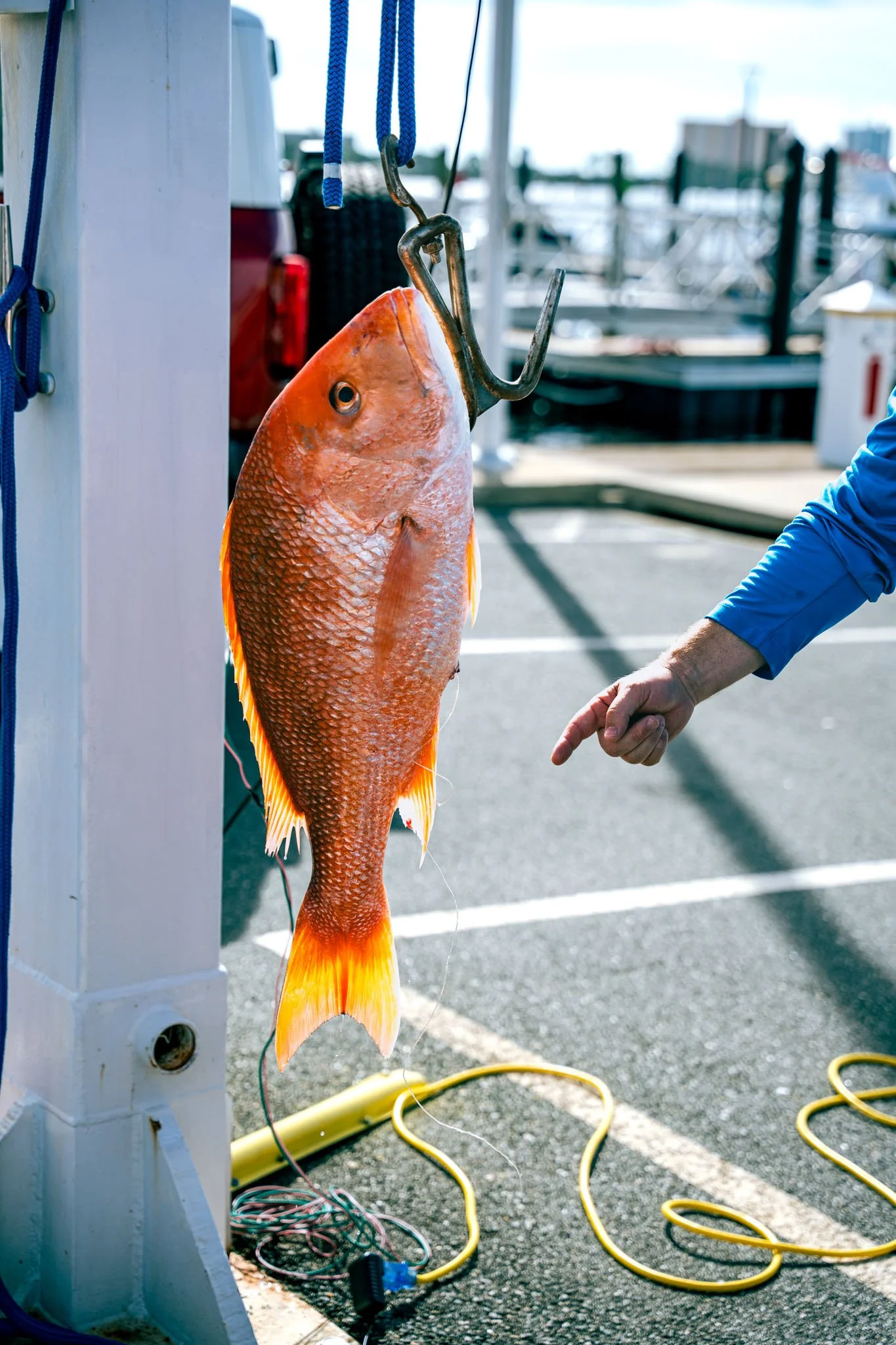 A large orange fish hanging on a fishing hook, attached to a metal scale, at Point South Marina - Bay Point (Panama City Beach). The fish is a red snapper with bright orange and yellow fins, and there is monofilament coming out of its cloaca. 