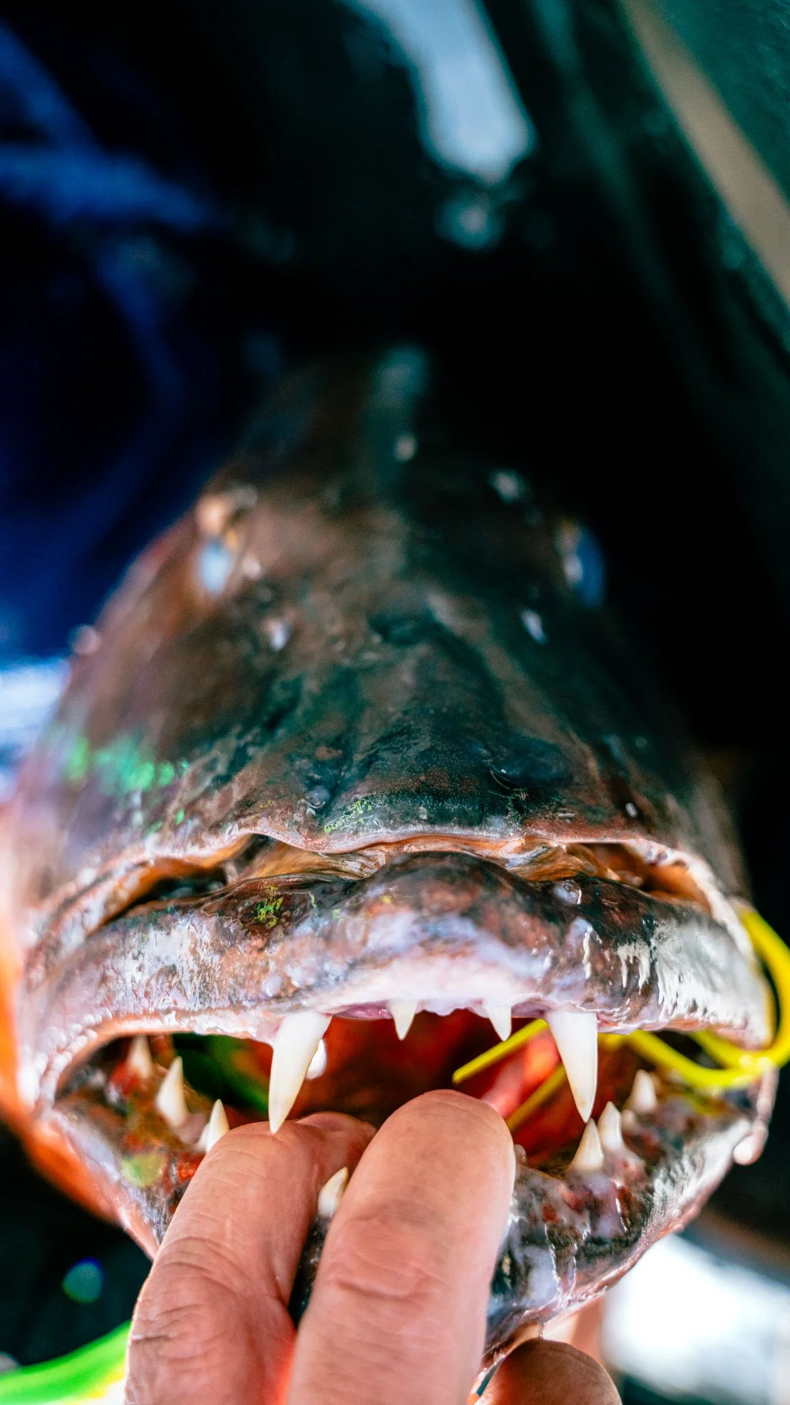 Close-up of a person's hand holding open the mouth of a cubera snapper, revealing sharp teeth and the interior of its mouth.