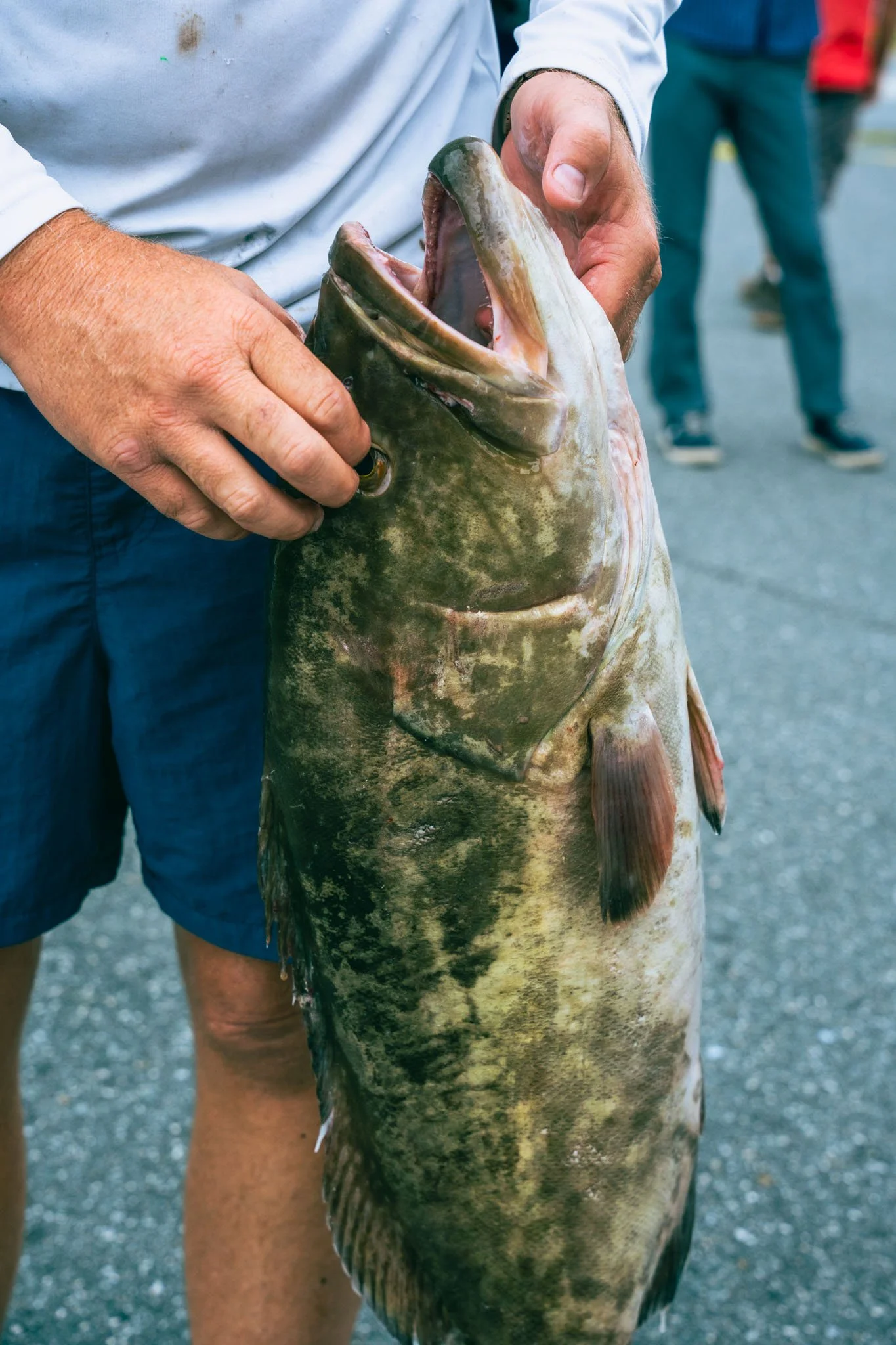 Person holding a large fish with an open mouth, showing gills and fins, outdoors.