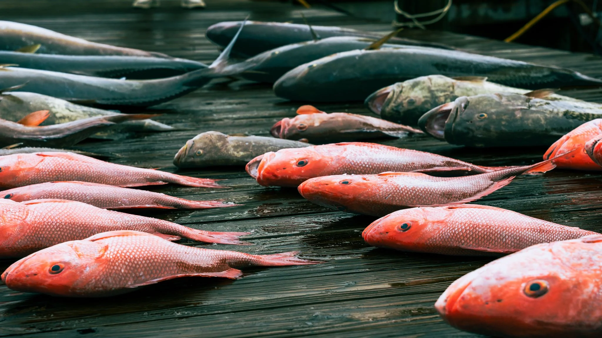 Multiple fish lying on a wooden surface.