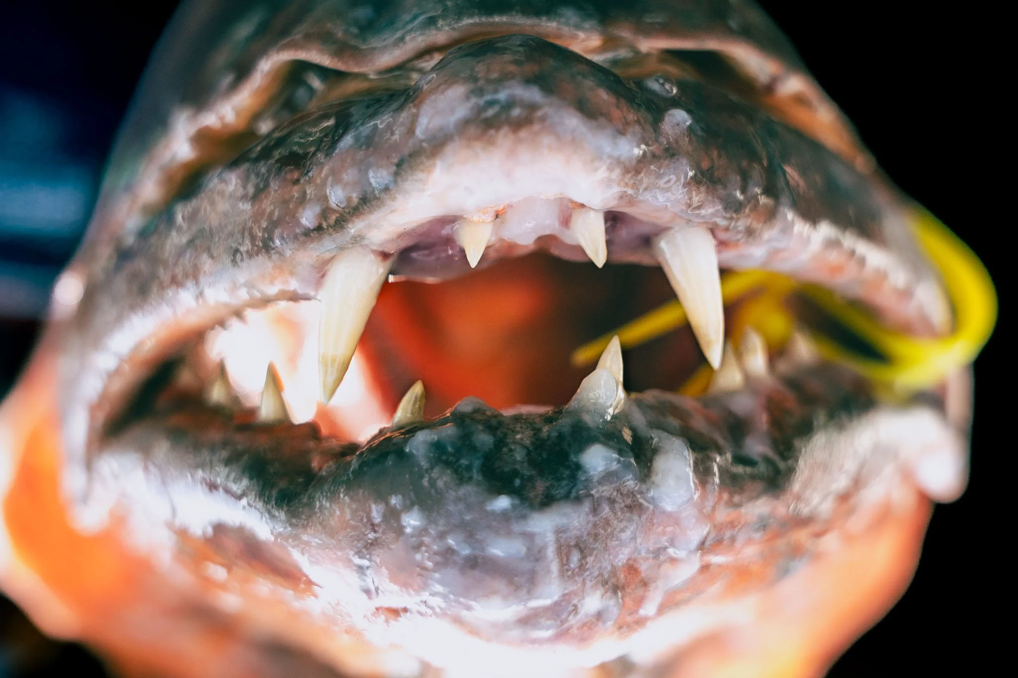 A close-up of a cubera snapper's open mouth showing sharp teeth and the inside of its throat.
