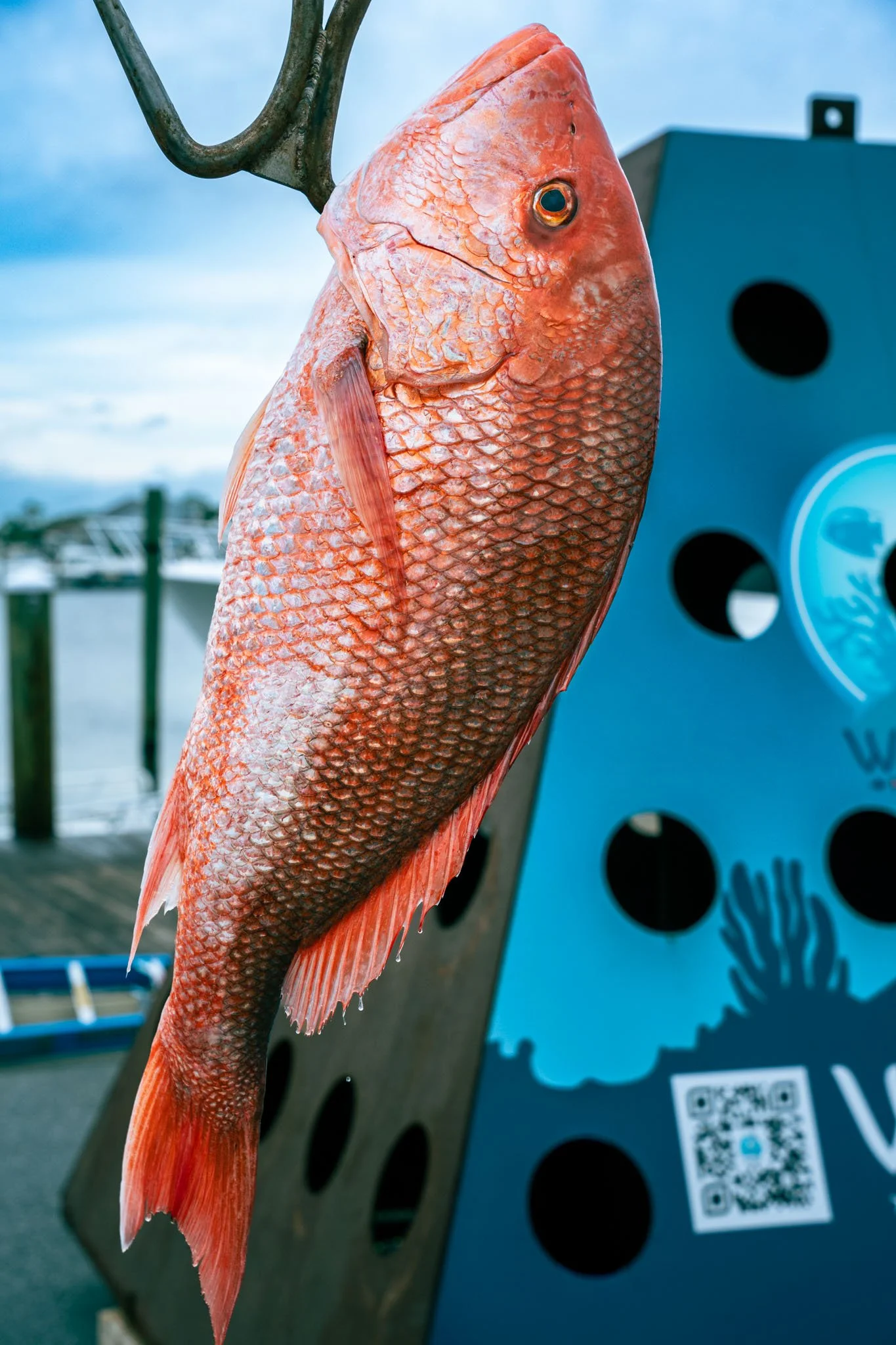 Close-up of a red fish hanging, with a blurred background featuring a blue display board and a QR code.