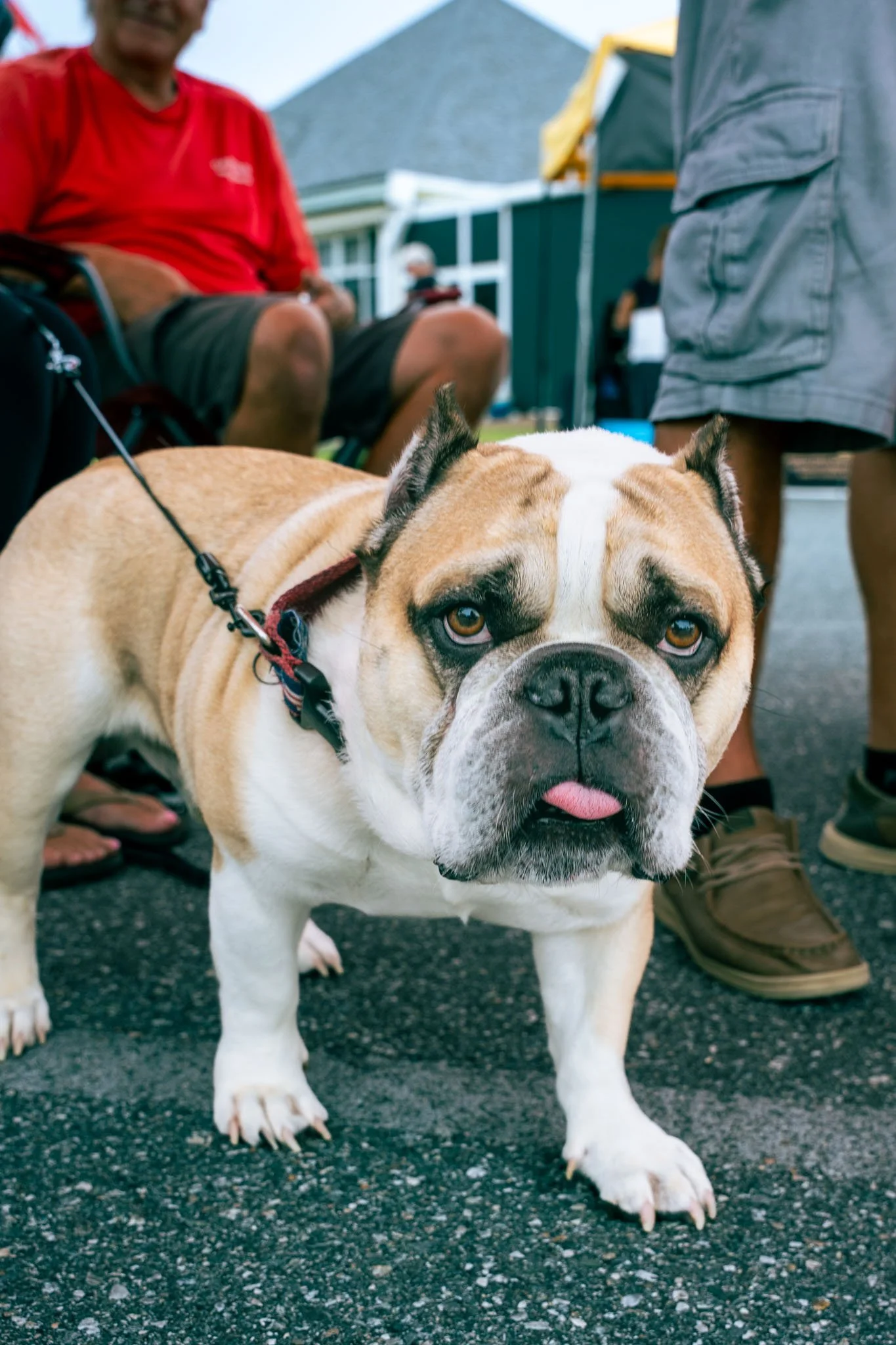 Close-up of a bulldog with a wrinkled face and stocky build, standing on pavement, sticking out its tongue, with people and houses in the background.