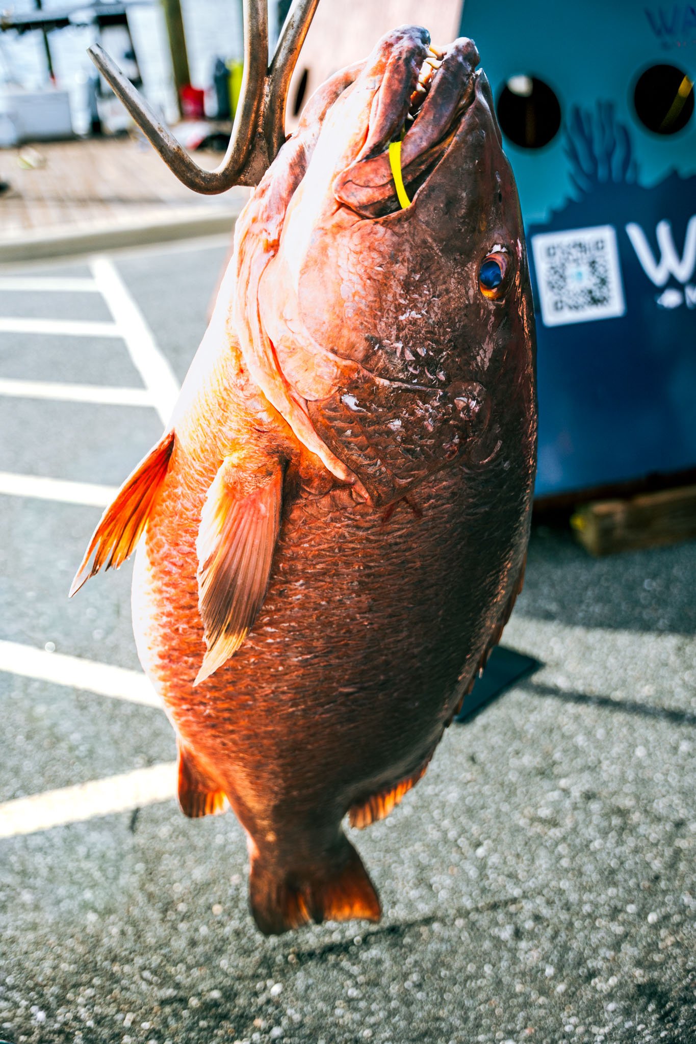 Close-up of a large freshly caught cubera snapper, hanging with its head and body visible, on asphalt ground with painted parking lot lines in the background.