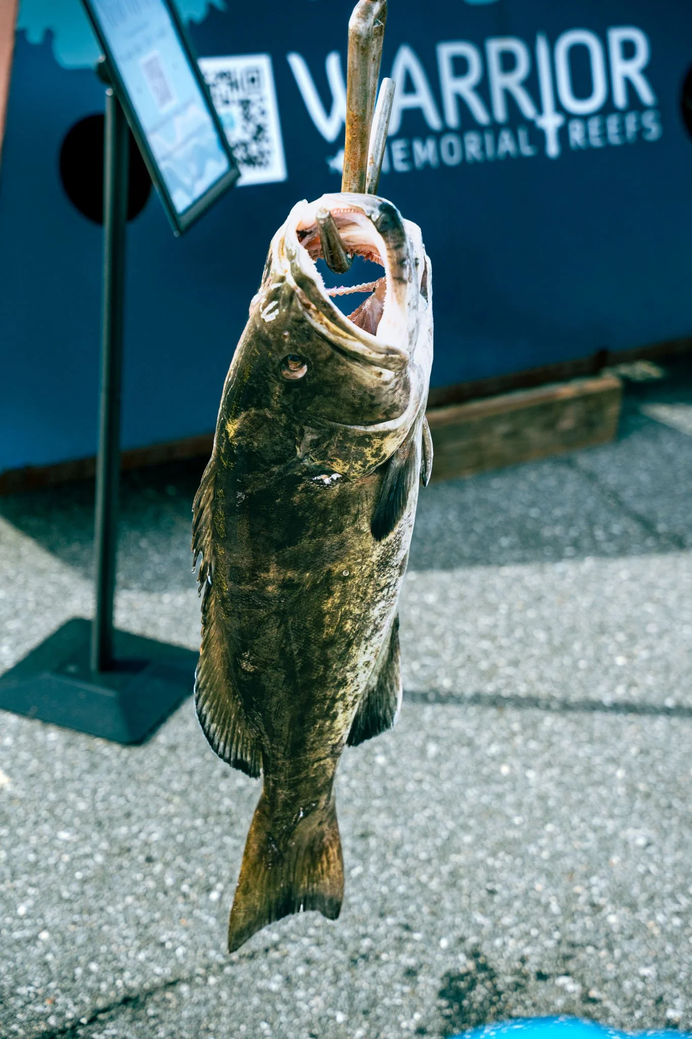 A fish suspended from a metal hook and metal rod. In the background, there is a sign that says 'Warrior Memorial Reefs' with a QR code.