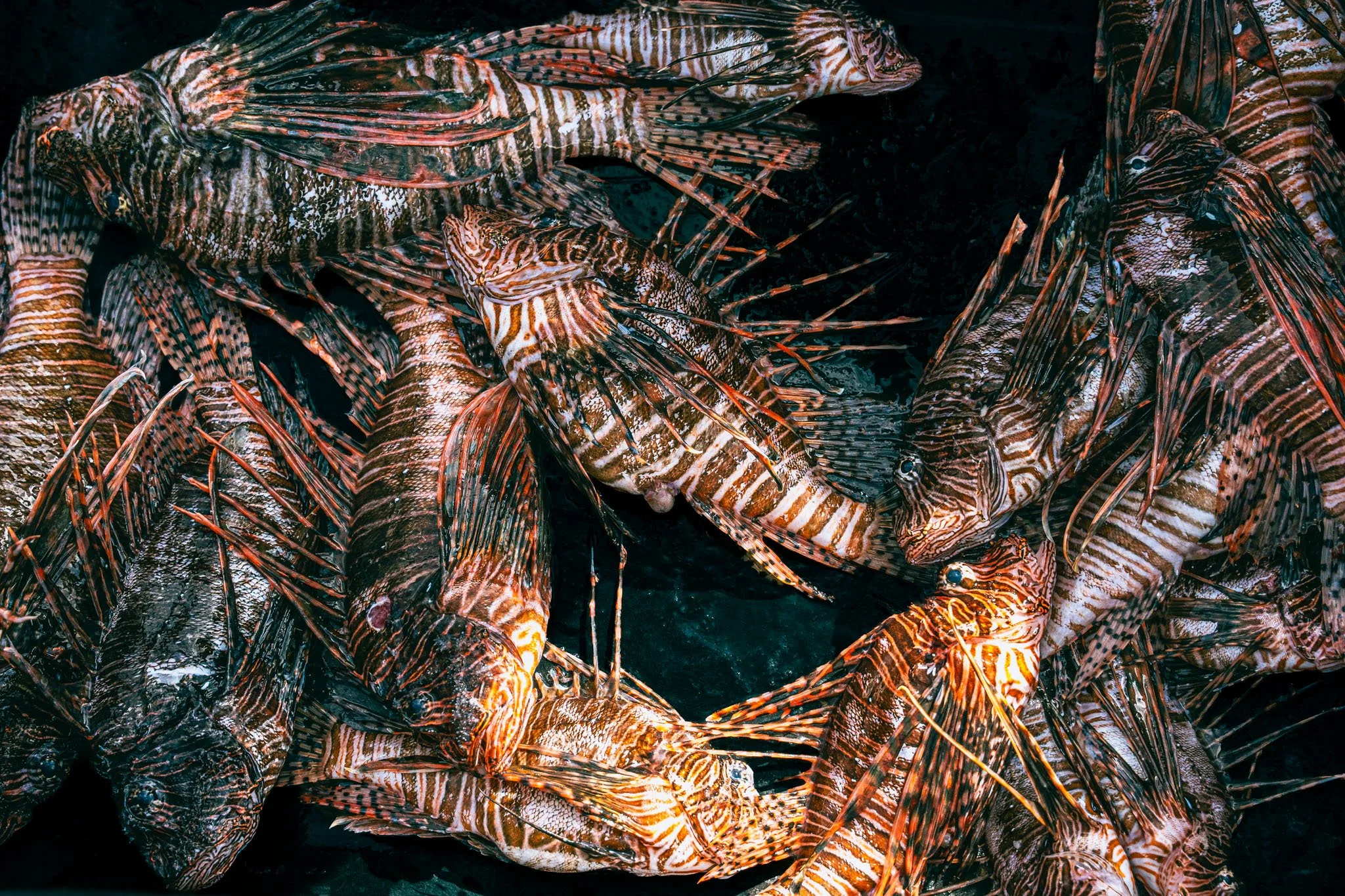 Several lionfish with striped, colorful, and spiny bodies, overlapping each other in dark water.