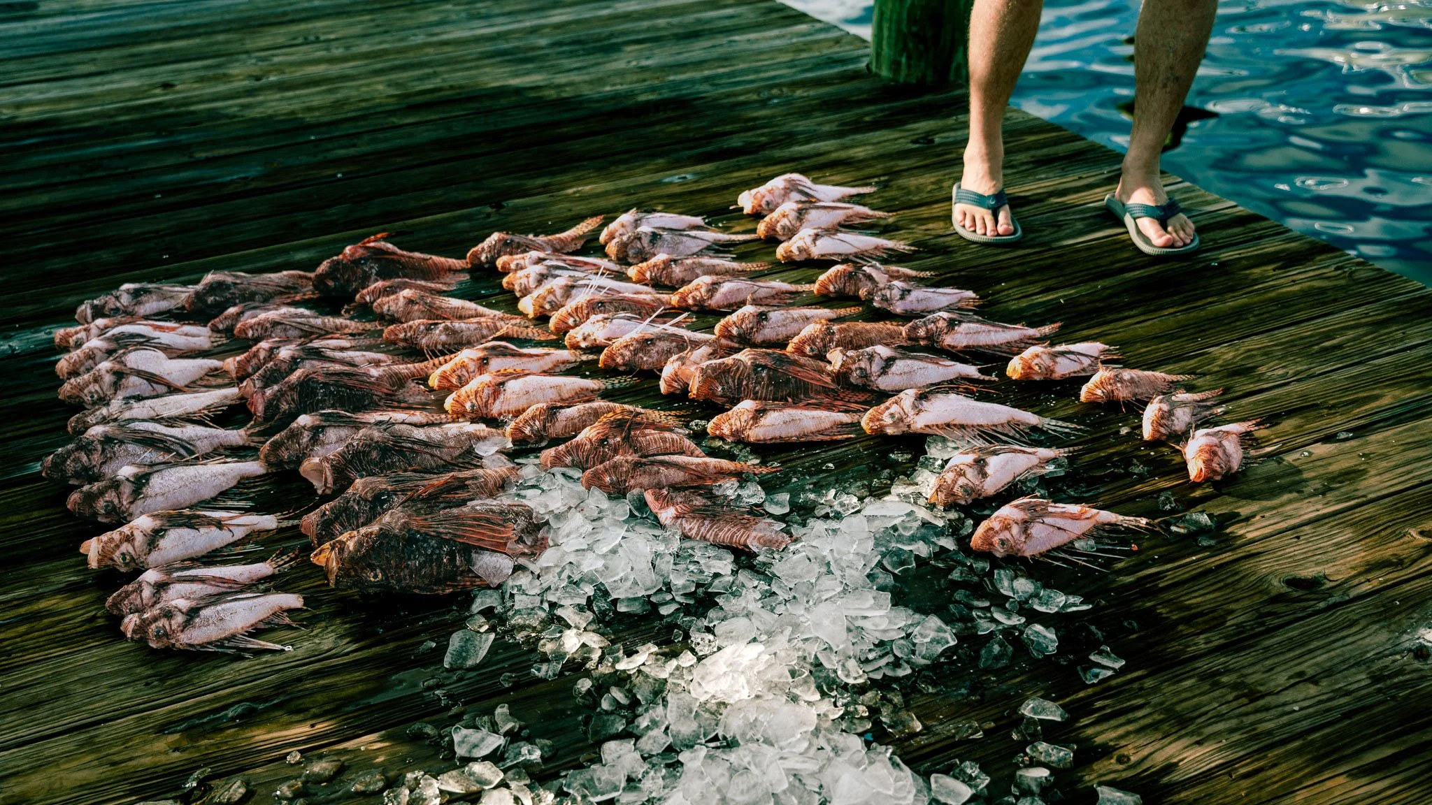 Various sized lionfish laid out on a wooden dock next to the water, with ice underneath.