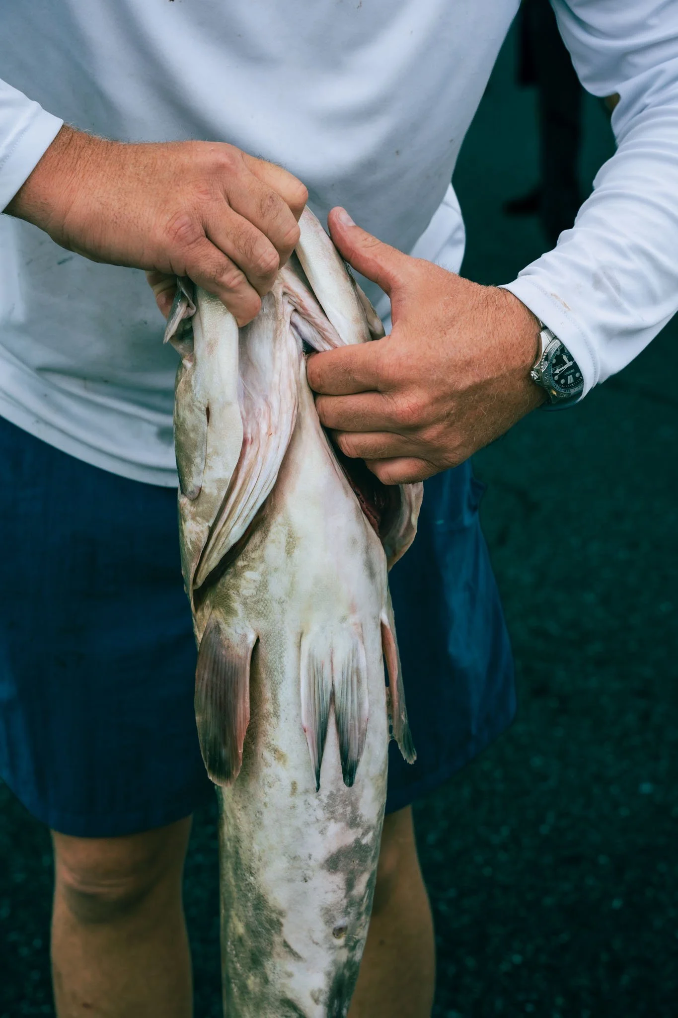 A person holding a large fish with both hands, showing the fish's underside. The person is wearing a white long-sleeve shirt and a wristwatch. The background is dark and out of focus.