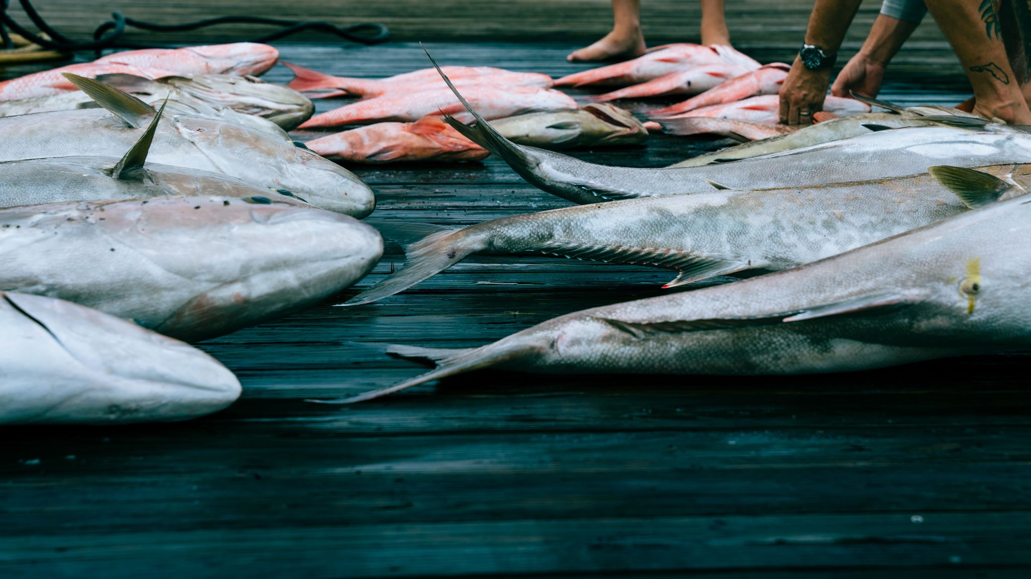Multiple fish laid out on a wooden dock, with some people in the background handling the fish.