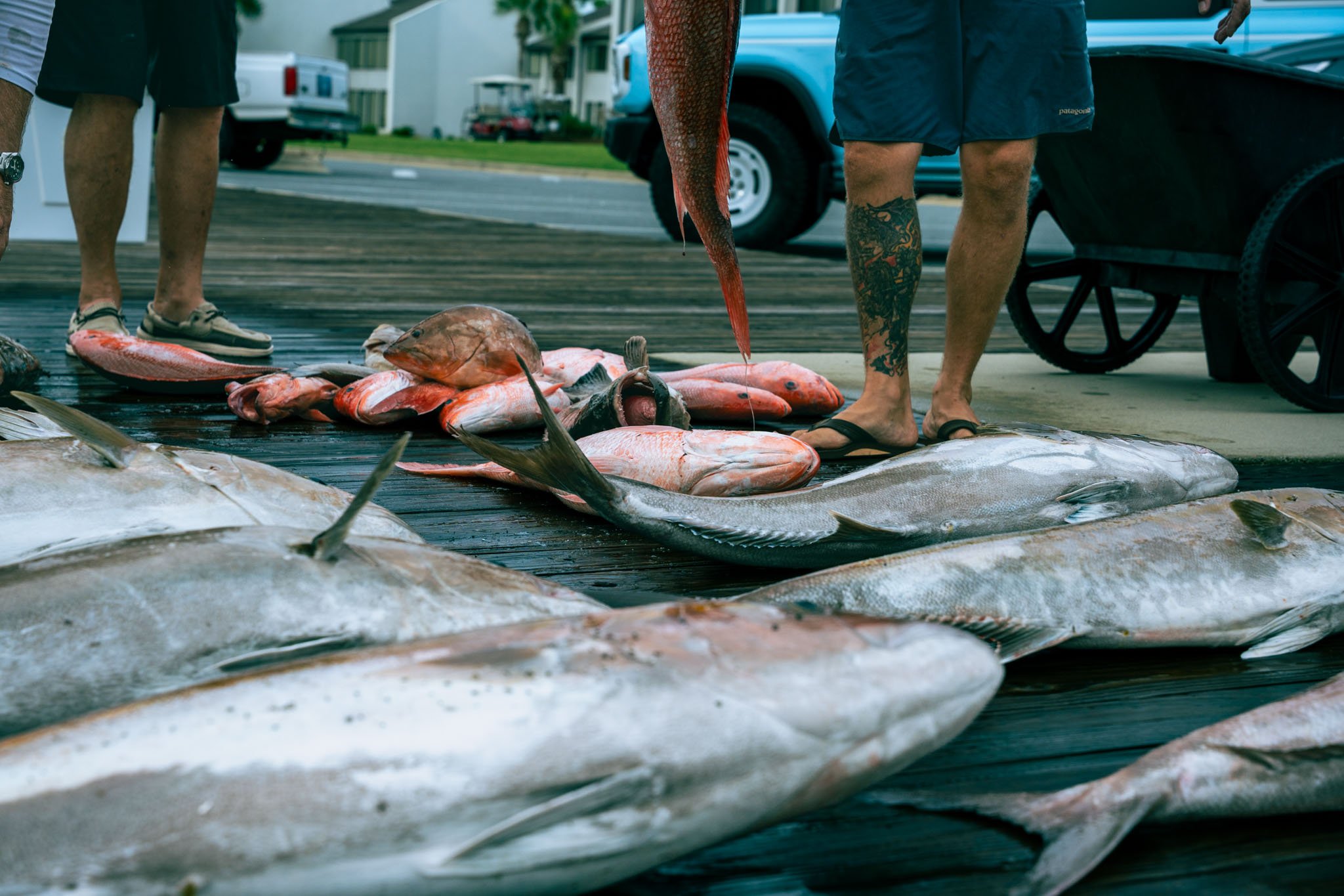 People standing on a dock with fishing gear, surrounded by caught fish, including a large red fish and multiple flatfish, with vehicle and residential buildings in the background.