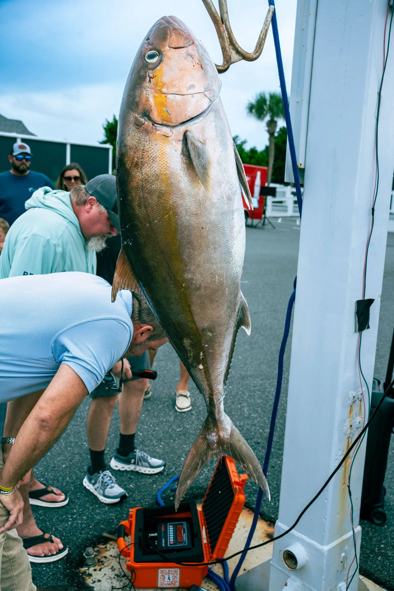 People examining a large fish on a scale outdoors, with electronic measuring equipment nearby.