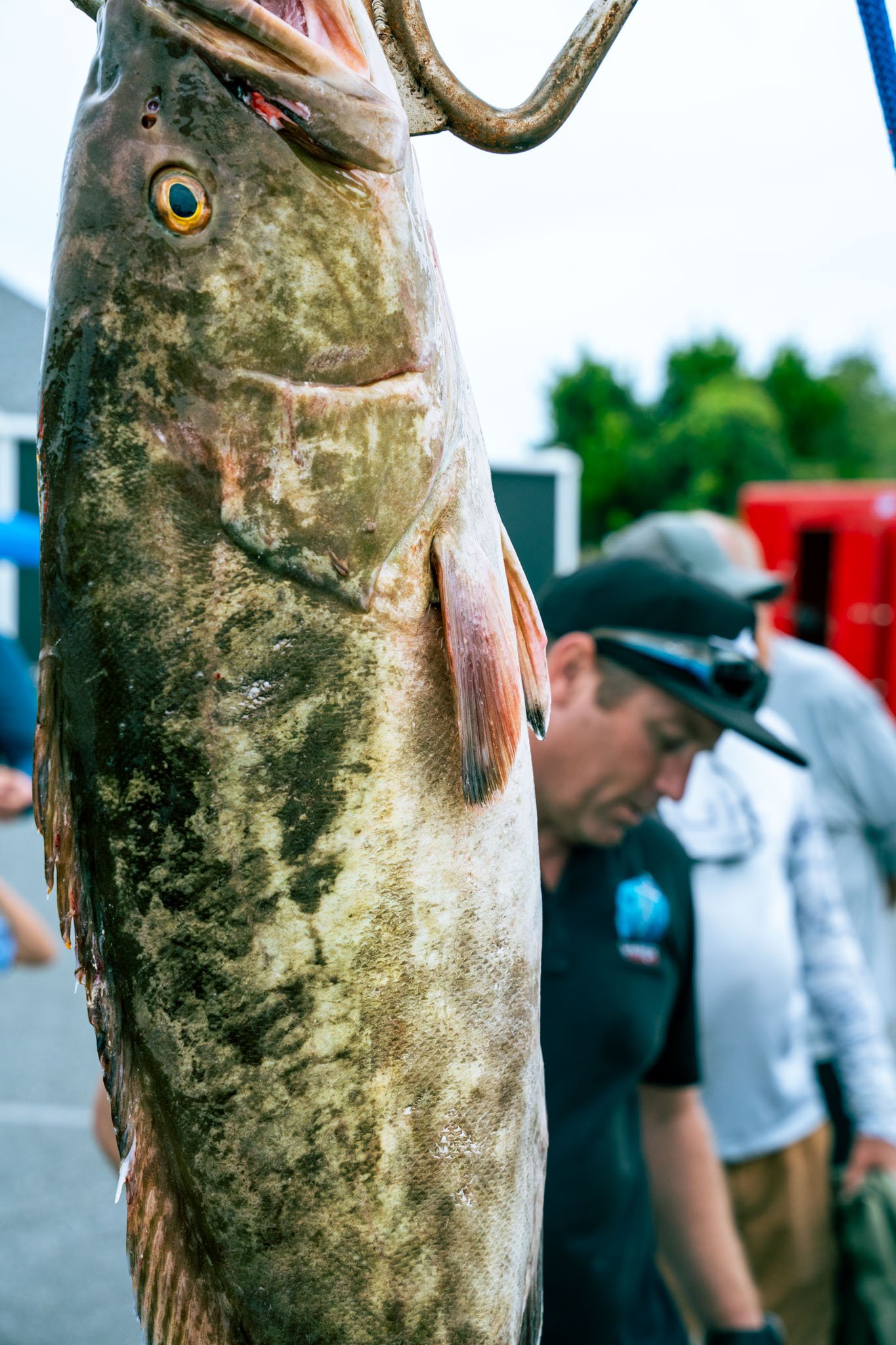 Close-up of a large fish with a greenish-brown mottled body and a large eye, hanging vertically. In the background, a person wearing a baseball cap and white shirt is slightly out of focus, with other people and a red object visible in an outdoor set
