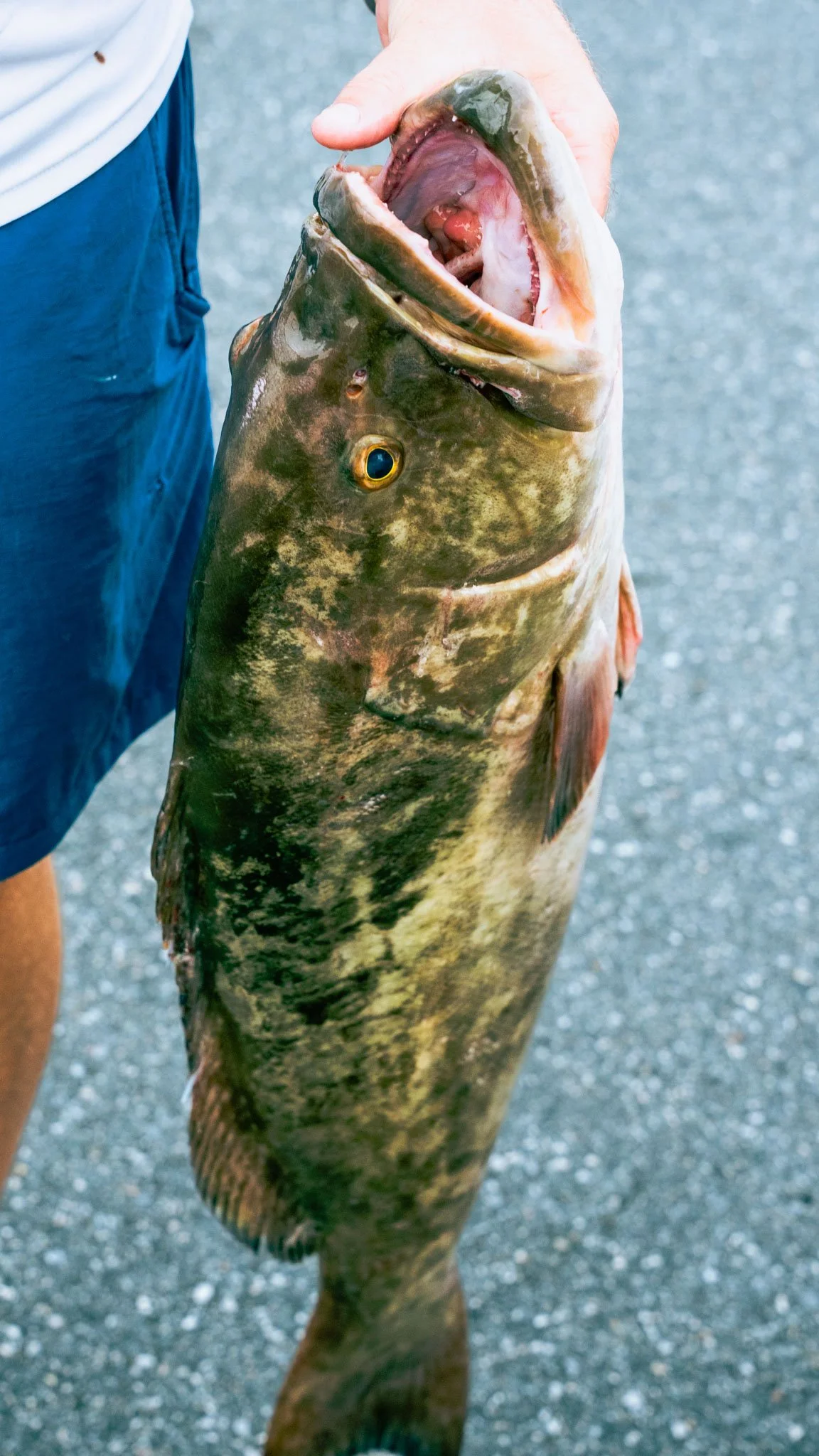 Close-up of a large fish being held by a person wearing blue shorts and a white shirt, on a gray pavement background.