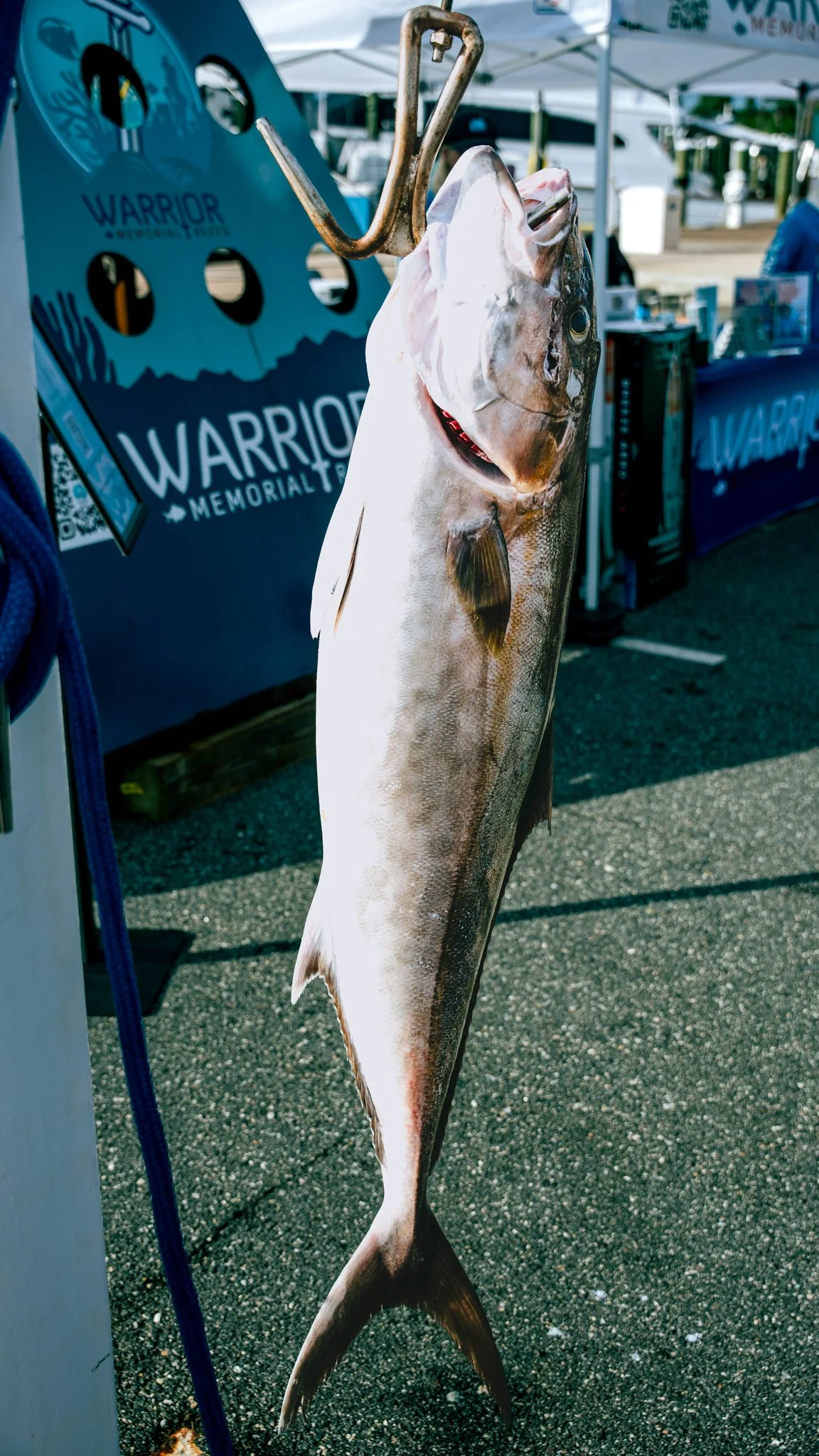 Freshly caught amberjack hanging on a metal hook at Point South Marina - Bay Point (Panama City Beach), with tents and banners in the background.
