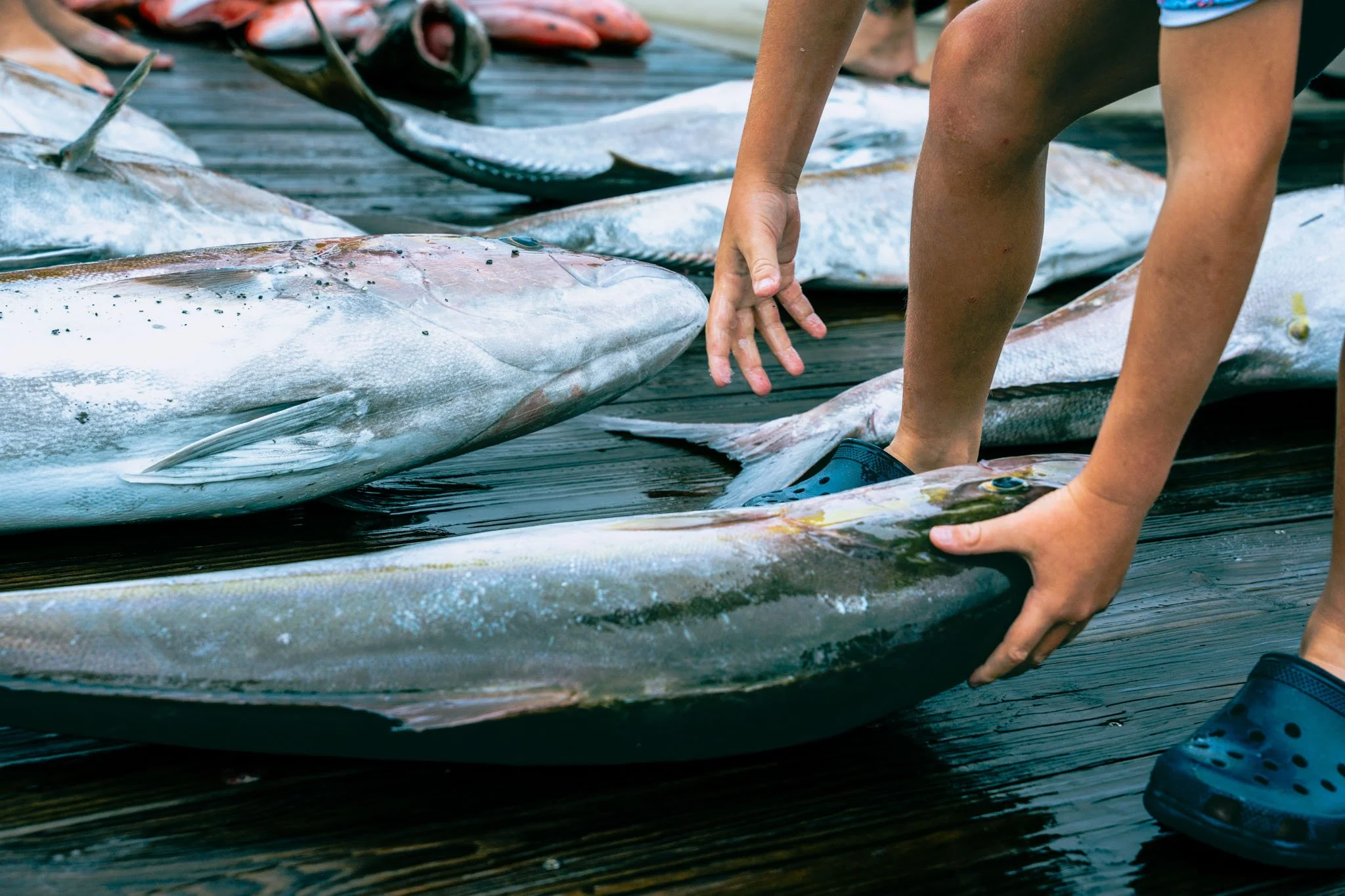 Person kneeling on a wooden dock, reaching out to touch a large fish lying on the dock, with more fish in the background.