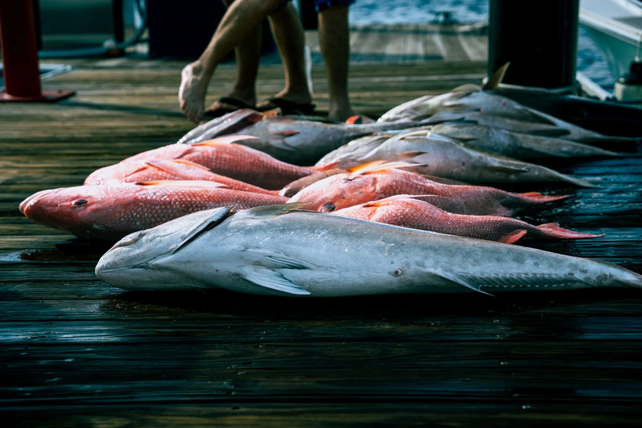 Caught fish laid out on a wooden dock at Point South Marina - Bay Point (Panama City Beach) with a person in the background.