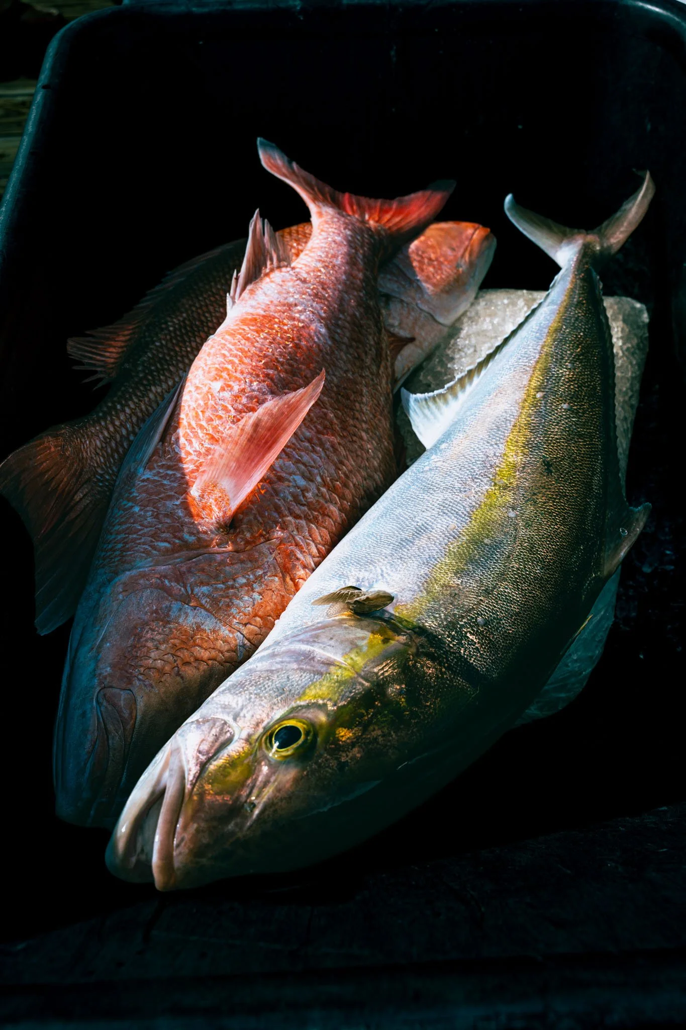 Various freshly caught red snapper and amberjack placed together in a dark wheelbarrow.