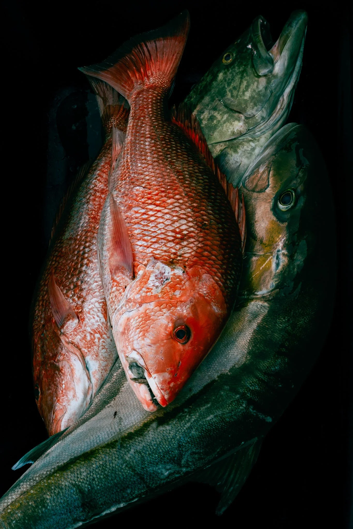 Several fish, including a large red snapper and a large vibrant amberjack fish, are piled together in a black wheelbarrow.
