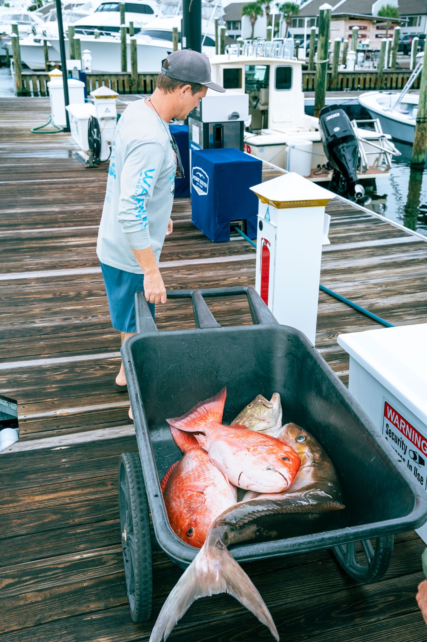 A man with a gray cap and white long sleeve shirt stands on a wooden dock looking at a black wagon filled with large fish, including red snapper and others, with boats and marina in the background.