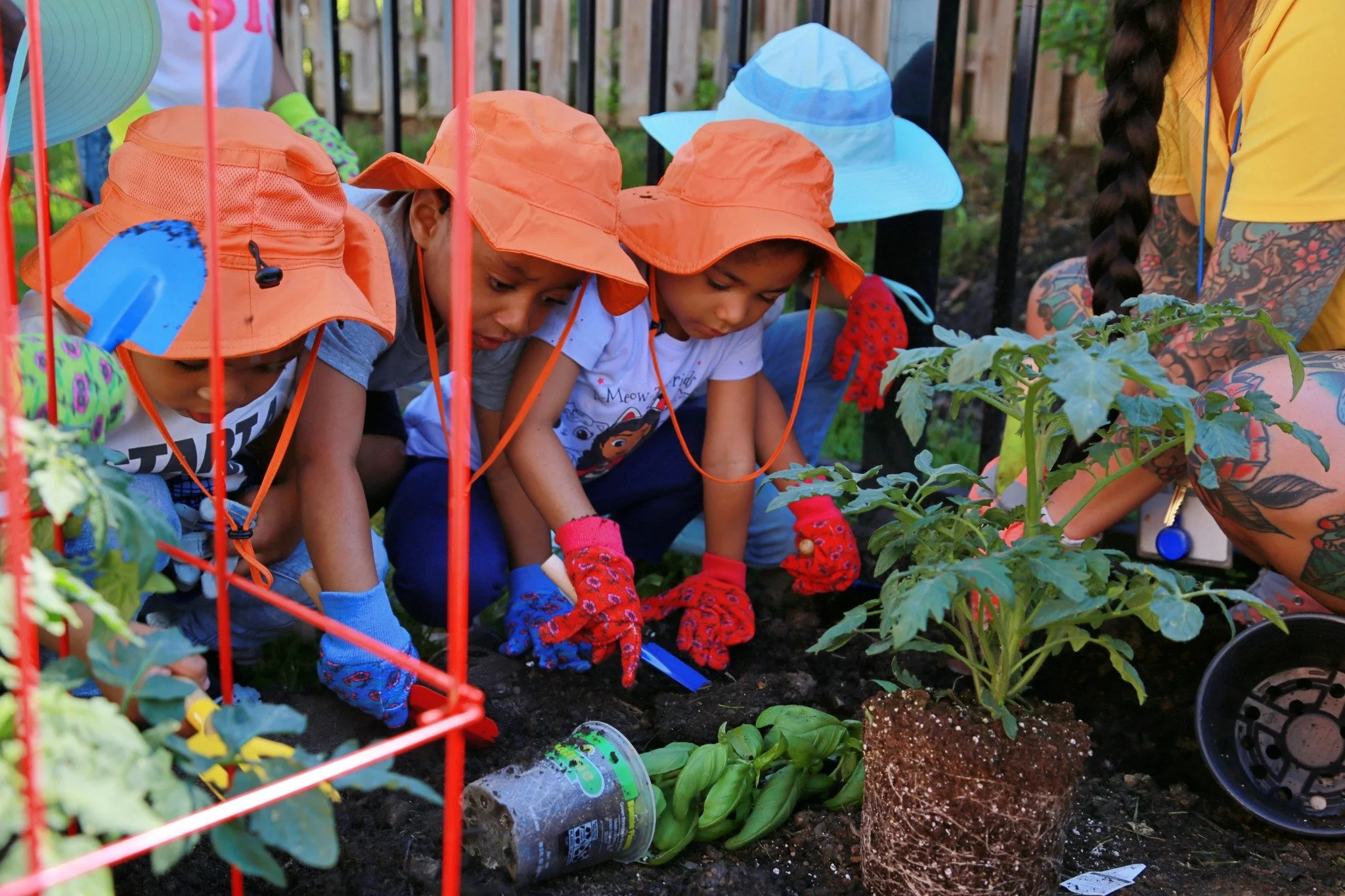Children in orange hats and gardening gloves planting a tomato plant in a garden.