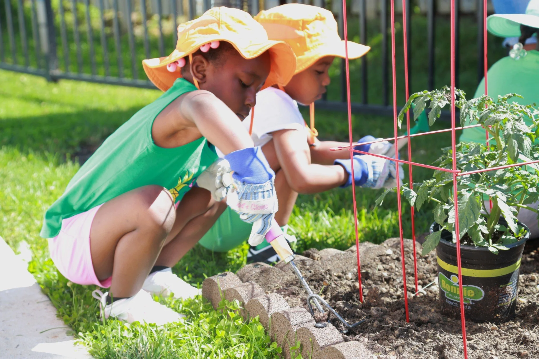 Two young children wearing sun hats and gardening gloves are crouched in a garden, tending to a potted tomato plant that is supported by red stakes. They are working together in the sunshine, with a metal rake visible on the ground nearby and a black