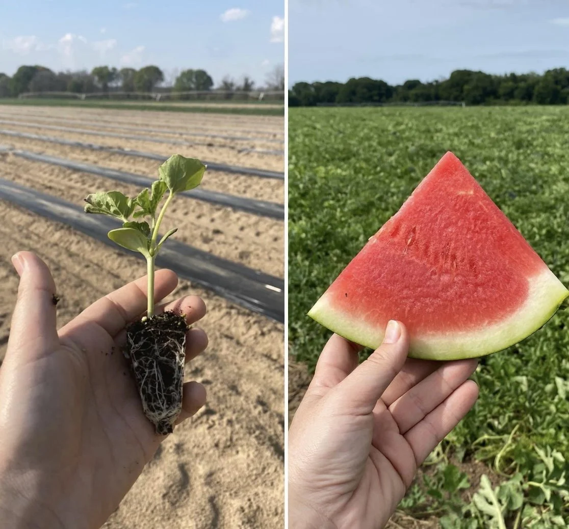 Side-by-side images of agricultural scenes: the left shows a hand holding a small plant with roots in soil in a field with drip irrigation lines; the right shows a hand holding a slice of watermelon with green rind and red flesh in a field of green crops.