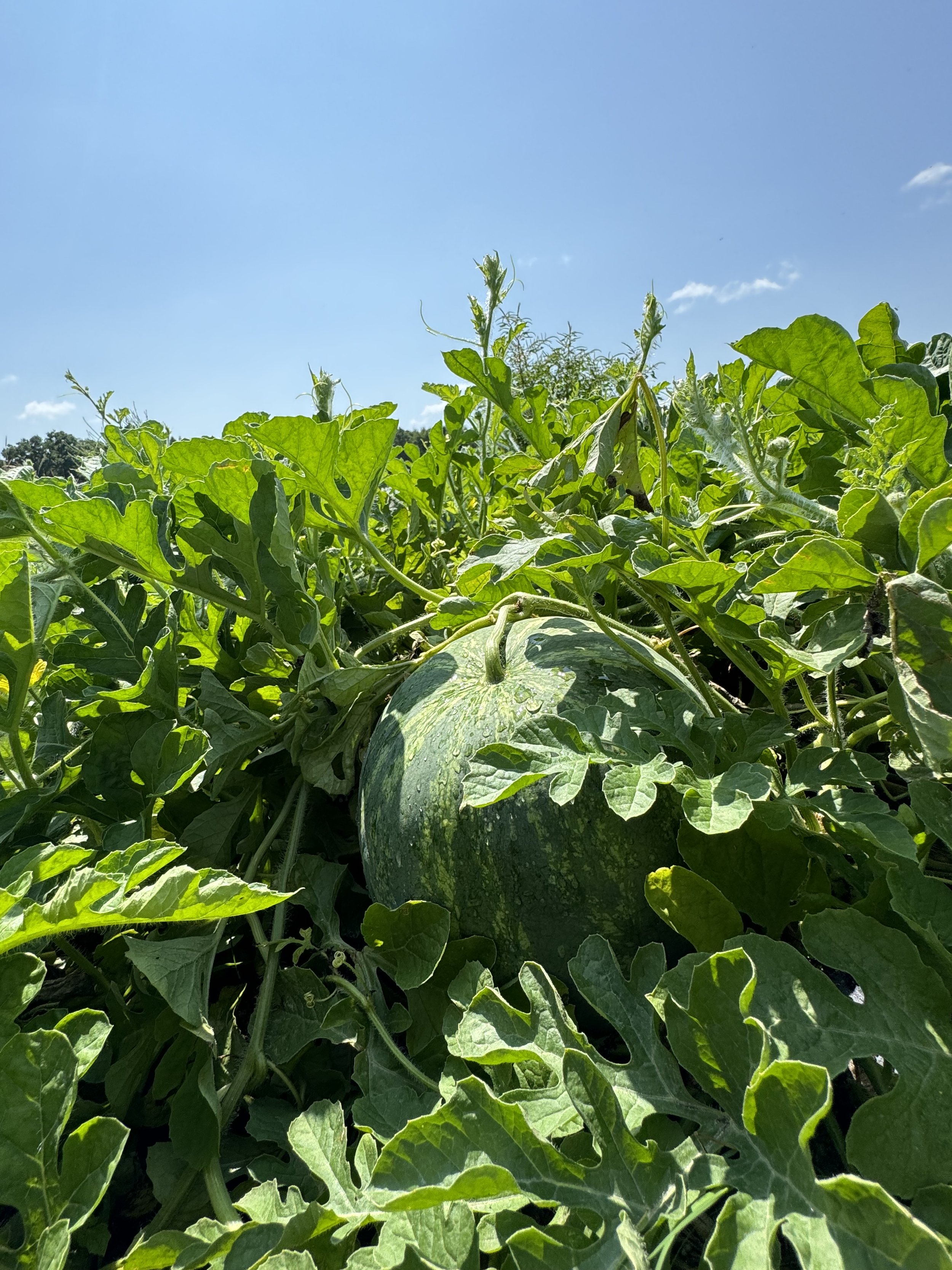 Aclose-up view of a watermelon growing on a vine in a lush green field under a bright blue sky.