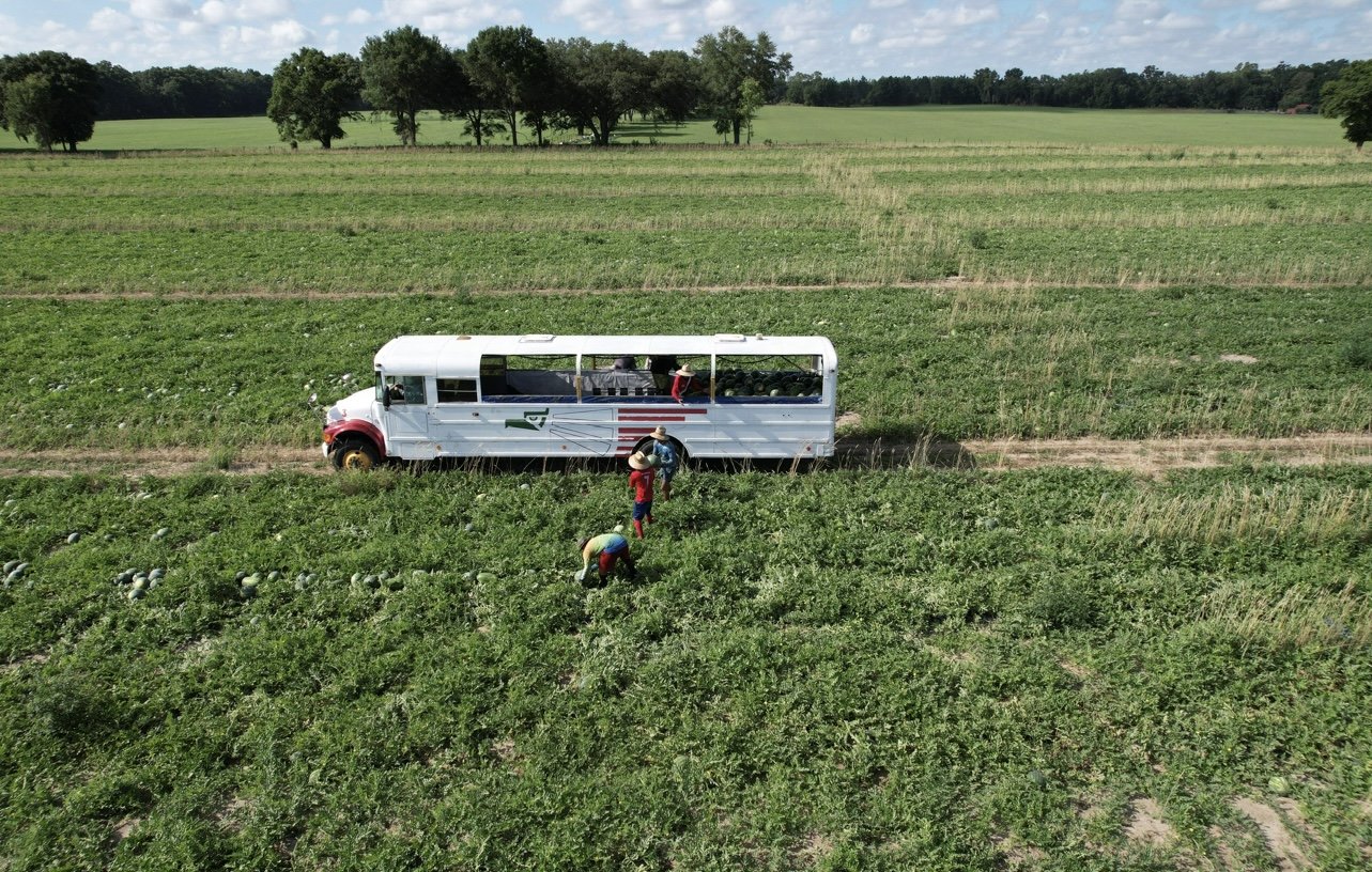 Farmers picking crops in a green field with a white bus nearby under a partly cloudy sky.
