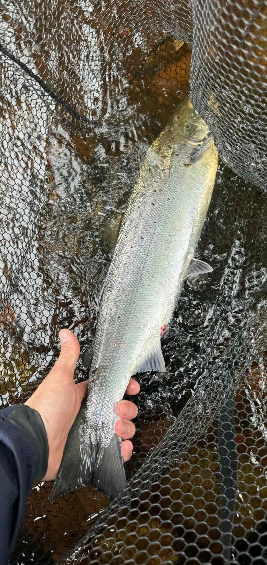 salmon flies scottish fishing (1).jpeg