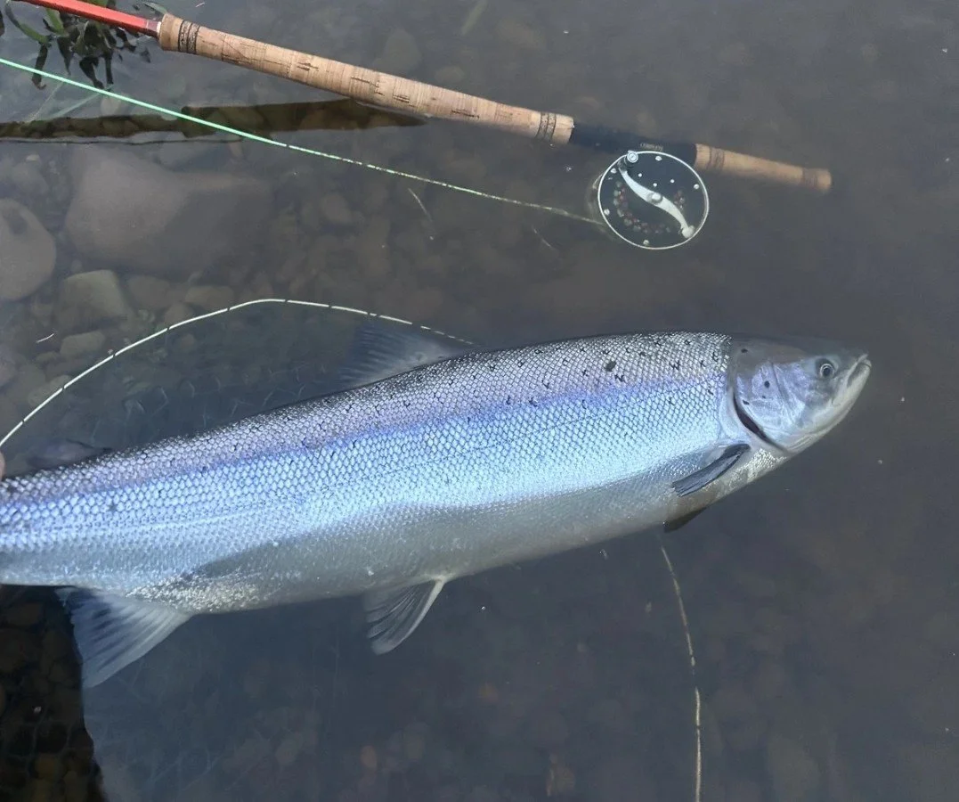 Scottish Salmon caught on the fly.jpg