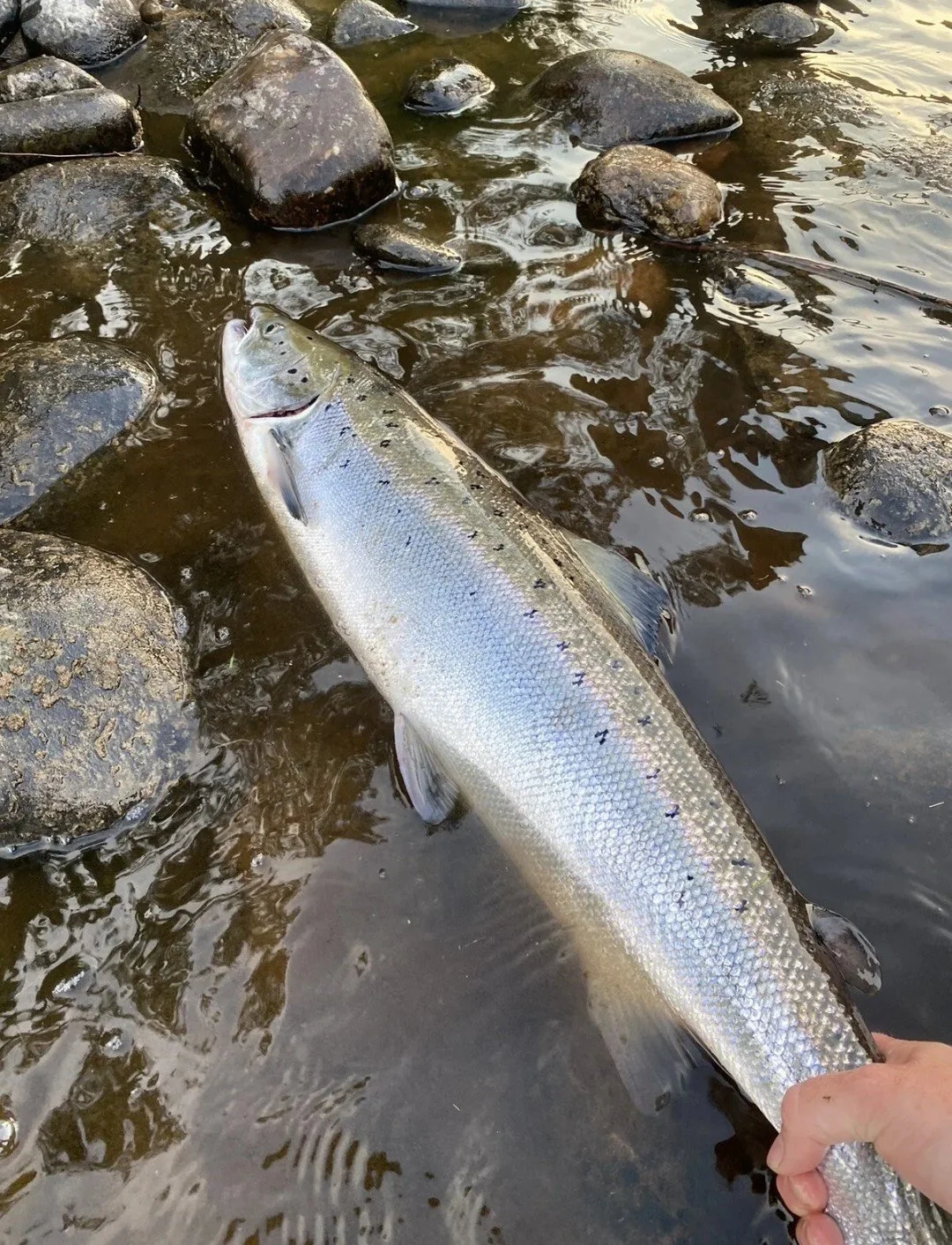 Tay Salmon fishing (1).jpg