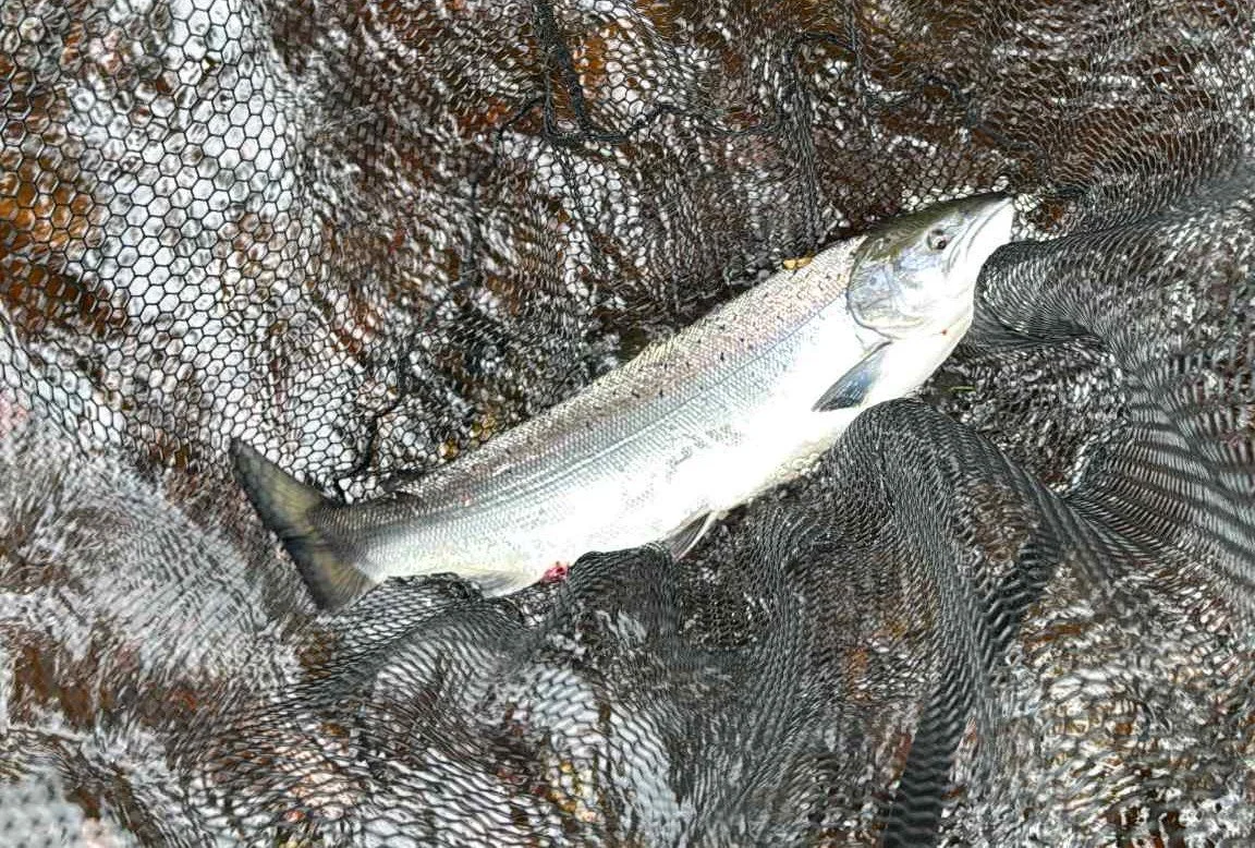 salmon flies scottish fishing (2).jpeg