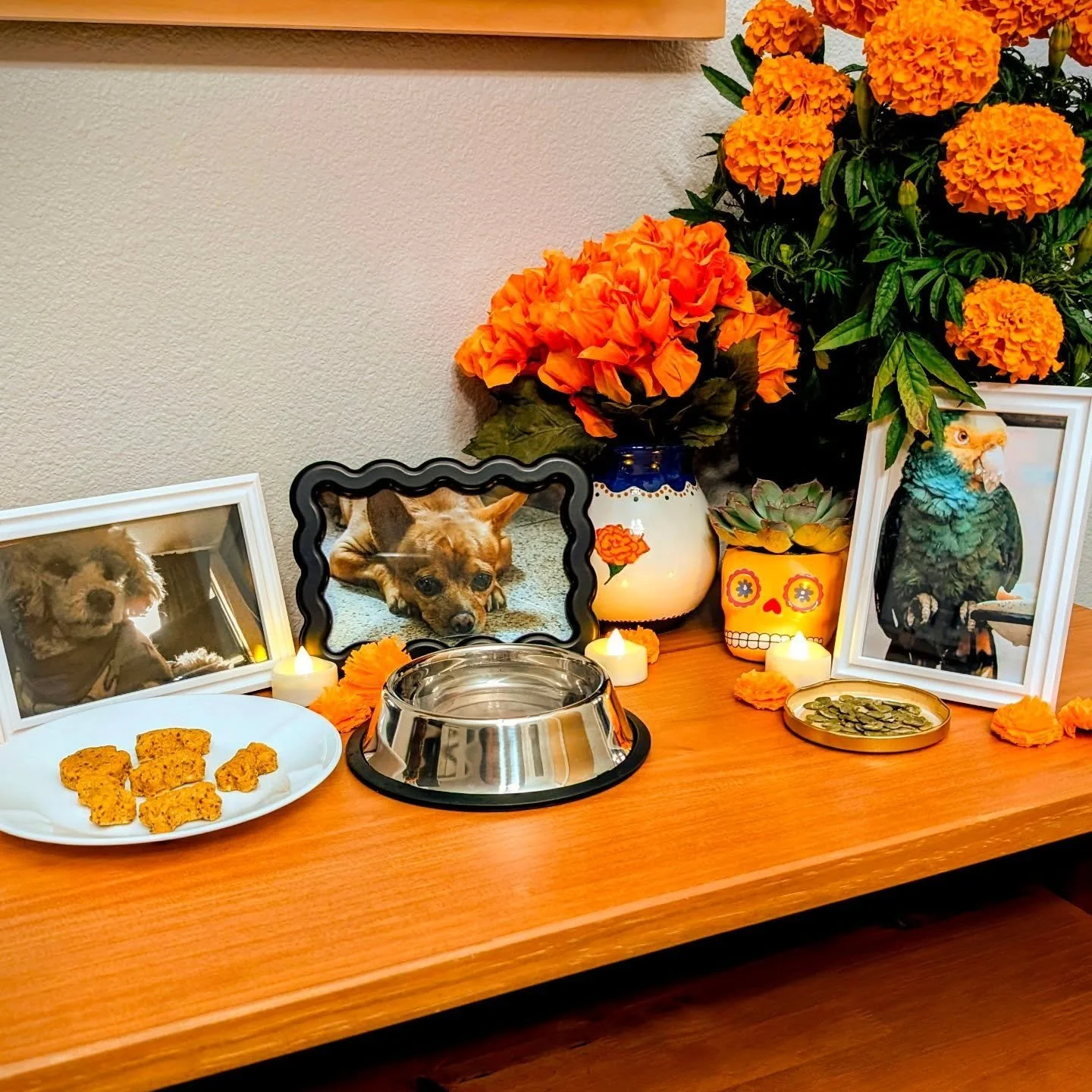Although Mighty B is the first dog I&rsquo;ve raised on my own as an adult, he&rsquo;s not the first dog I&rsquo;ve loved. I feel so honored to leave some Mighty Treats on this year&rsquo;s pet ofrenda in memory of the beloved dogs who came before hi