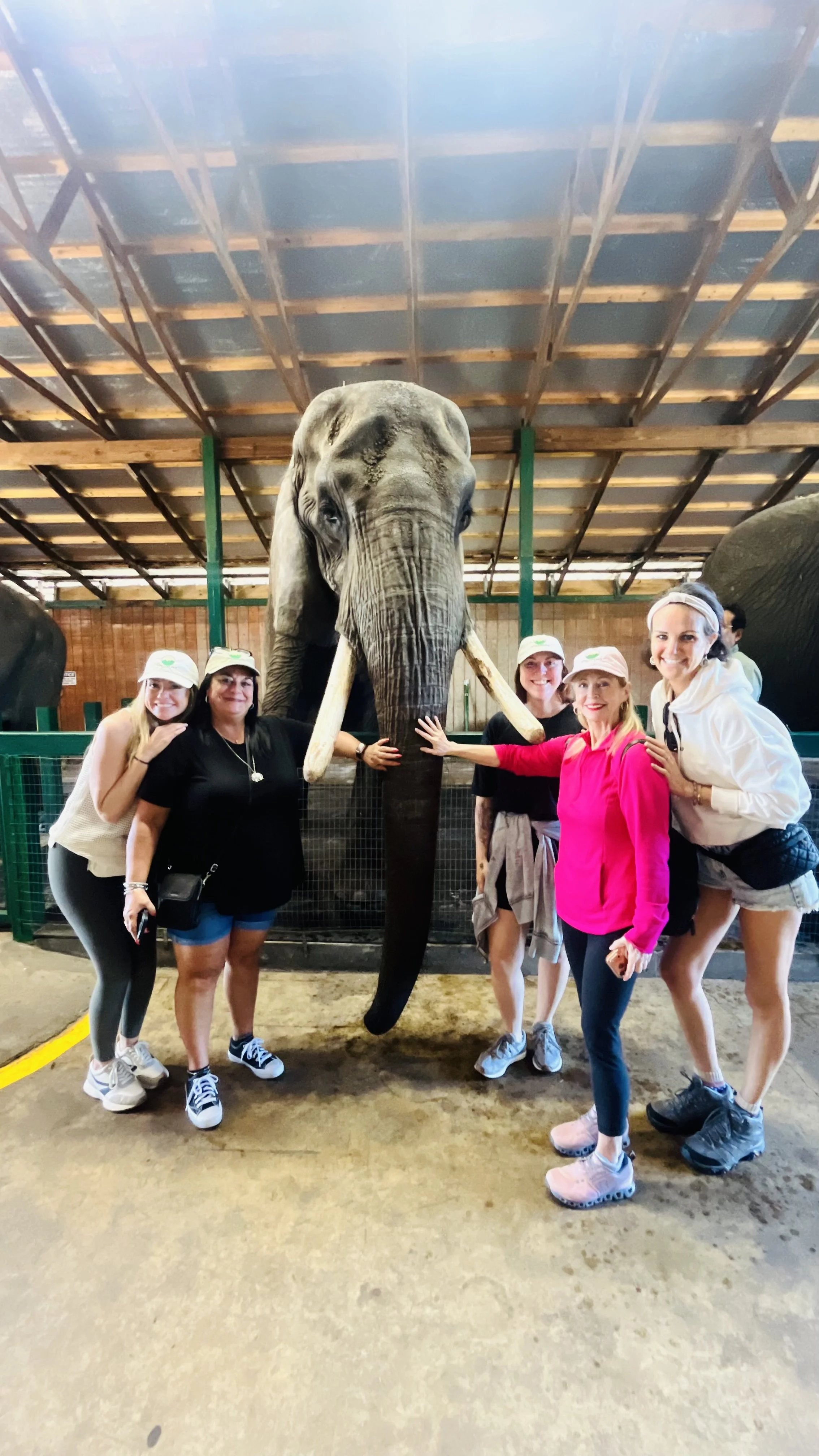 Wild Hearts, Gentle Giants