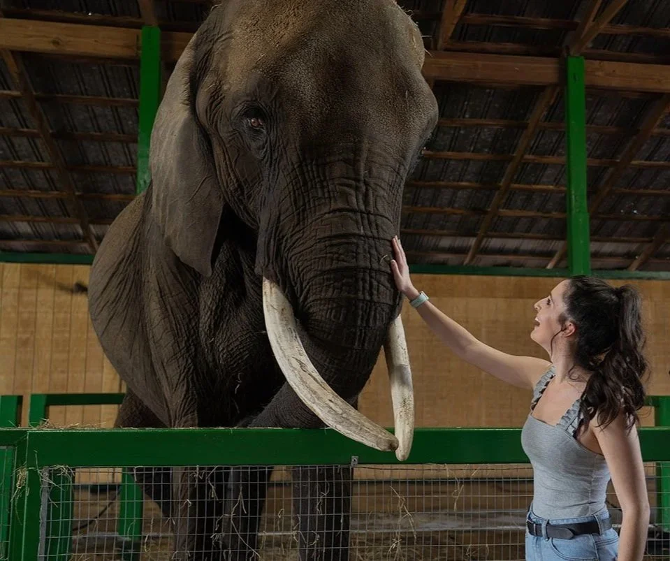 Wild Hearts, Gentle Giants (Early Access Pricing) - 2.21.26