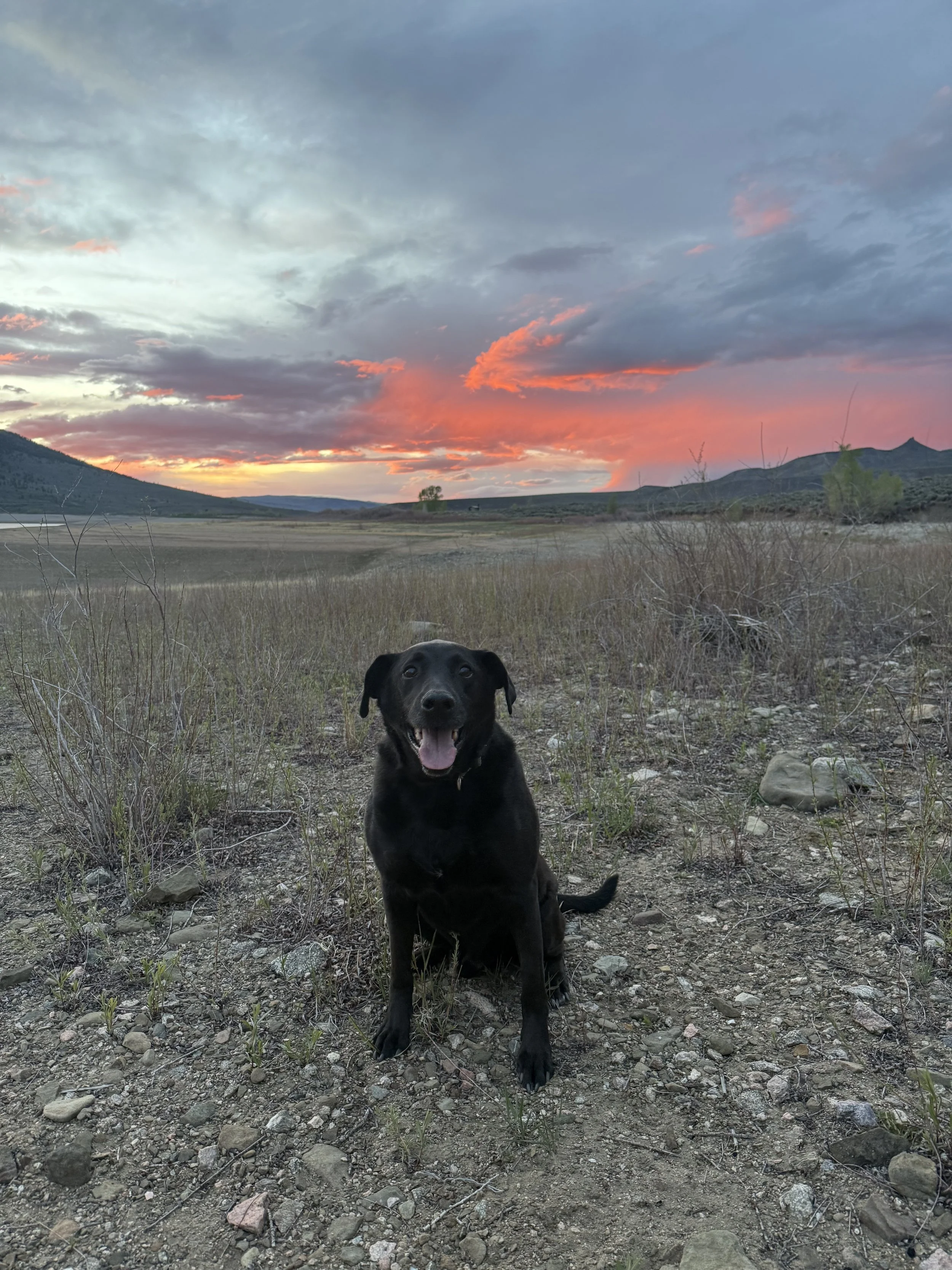 What is animal assisted therapy? Meet Griz.