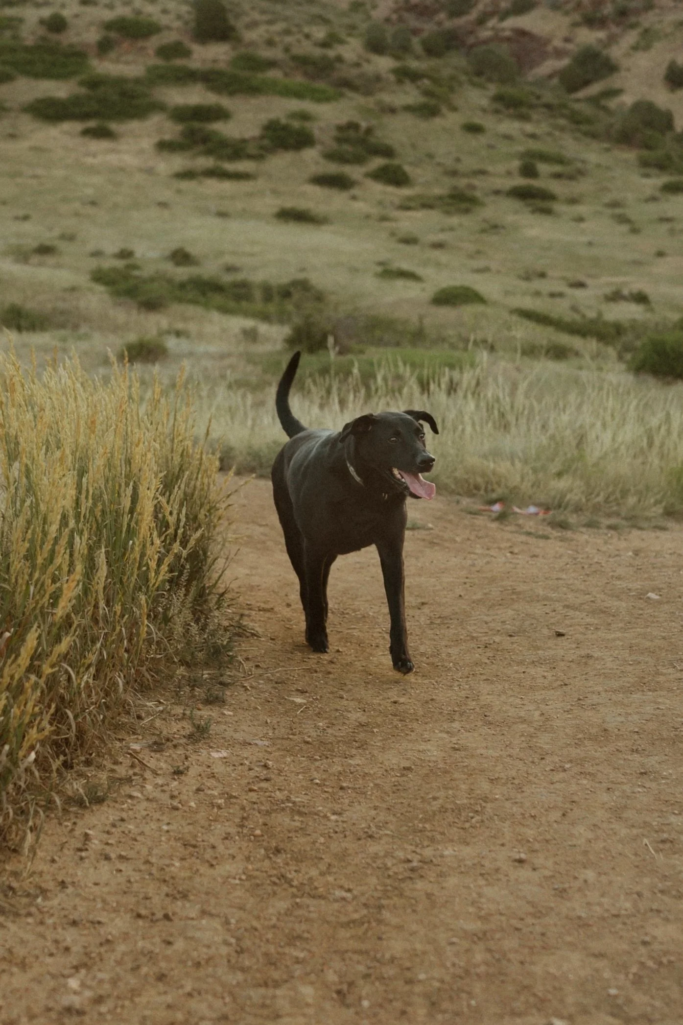 dog therapy, therapy dog, black lab walking on mountain hiking