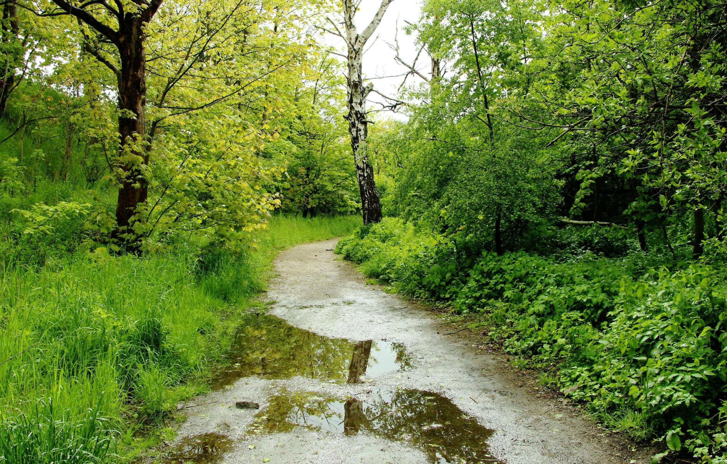 A forest trail with puddles, surrounded by green trees and bushes, on a cloudy day in Castle Pines, Colorado