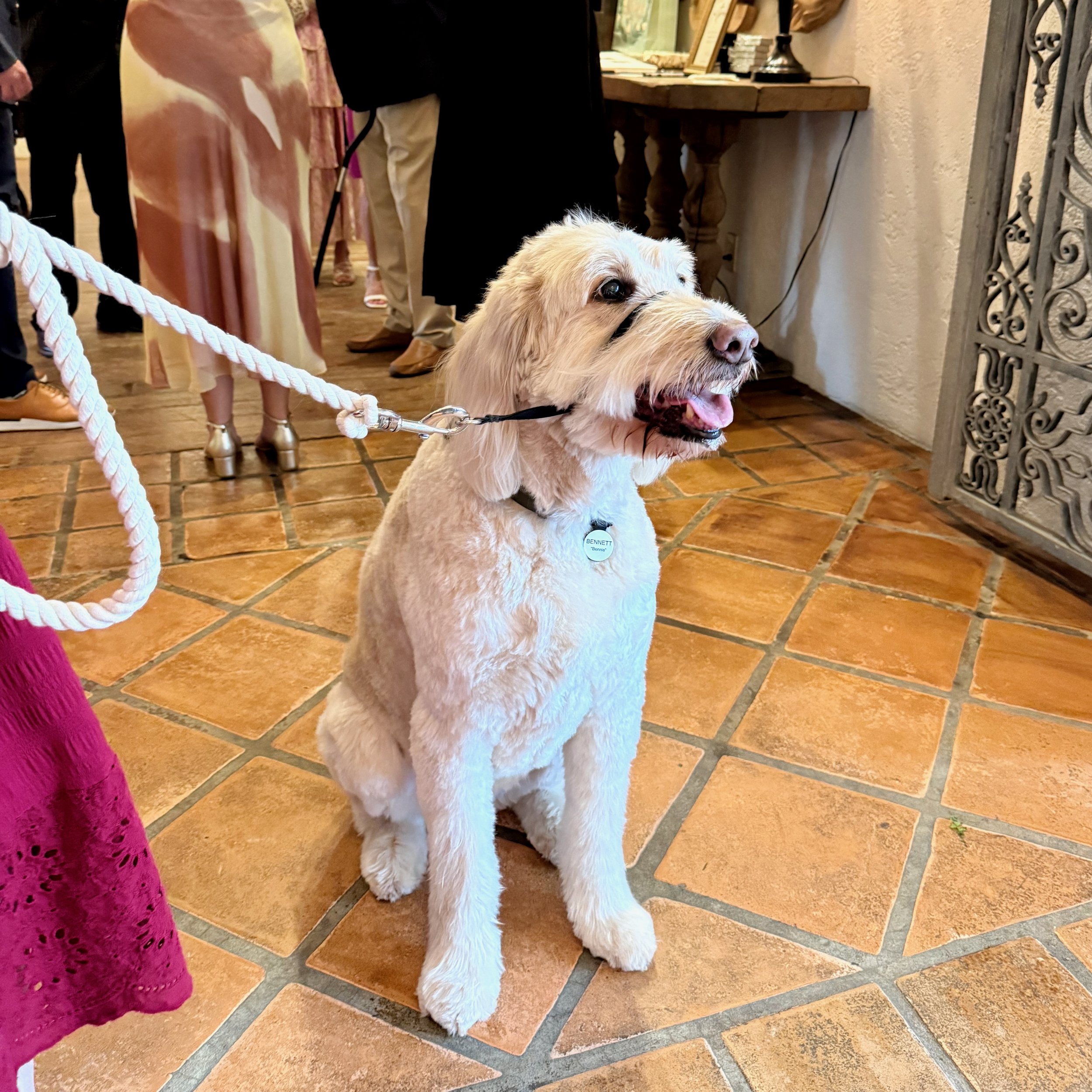 edward-anne-estate-wedding-painting-dog.jpeg