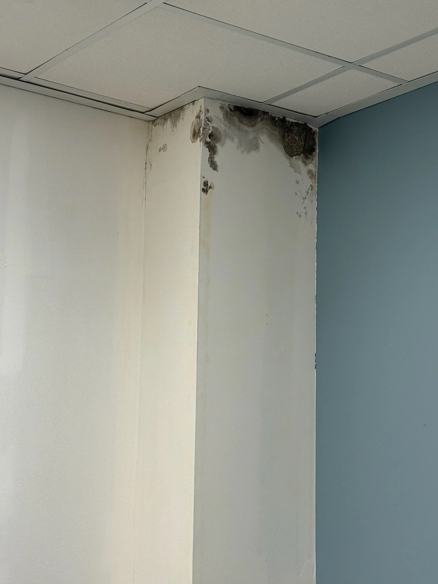 Ceiling corner with extensive water damage, mold, and stains on the walls and ceiling.