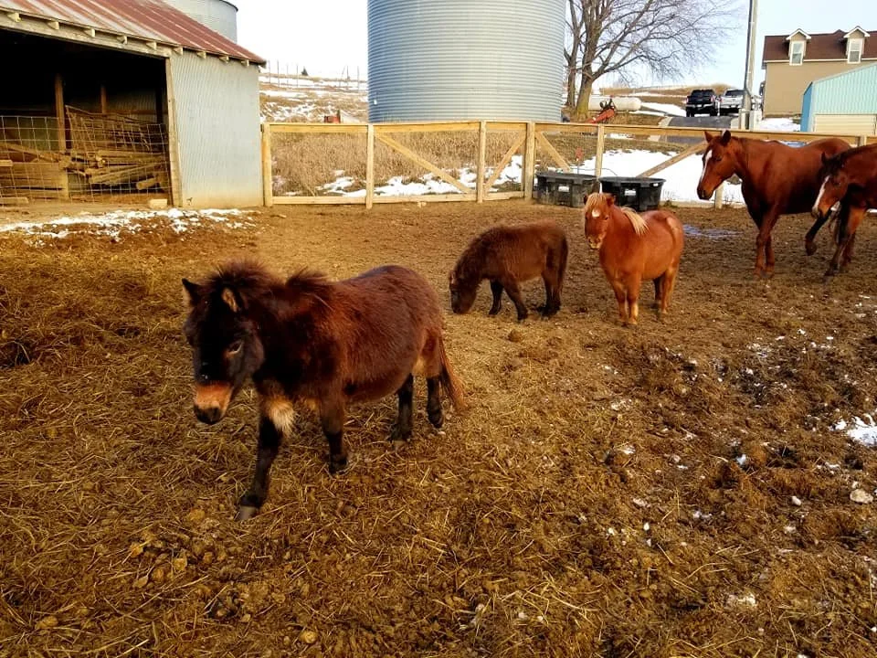 Four small ponies or miniature horses in a farm yard with a barn and fencing, some snow on the ground.