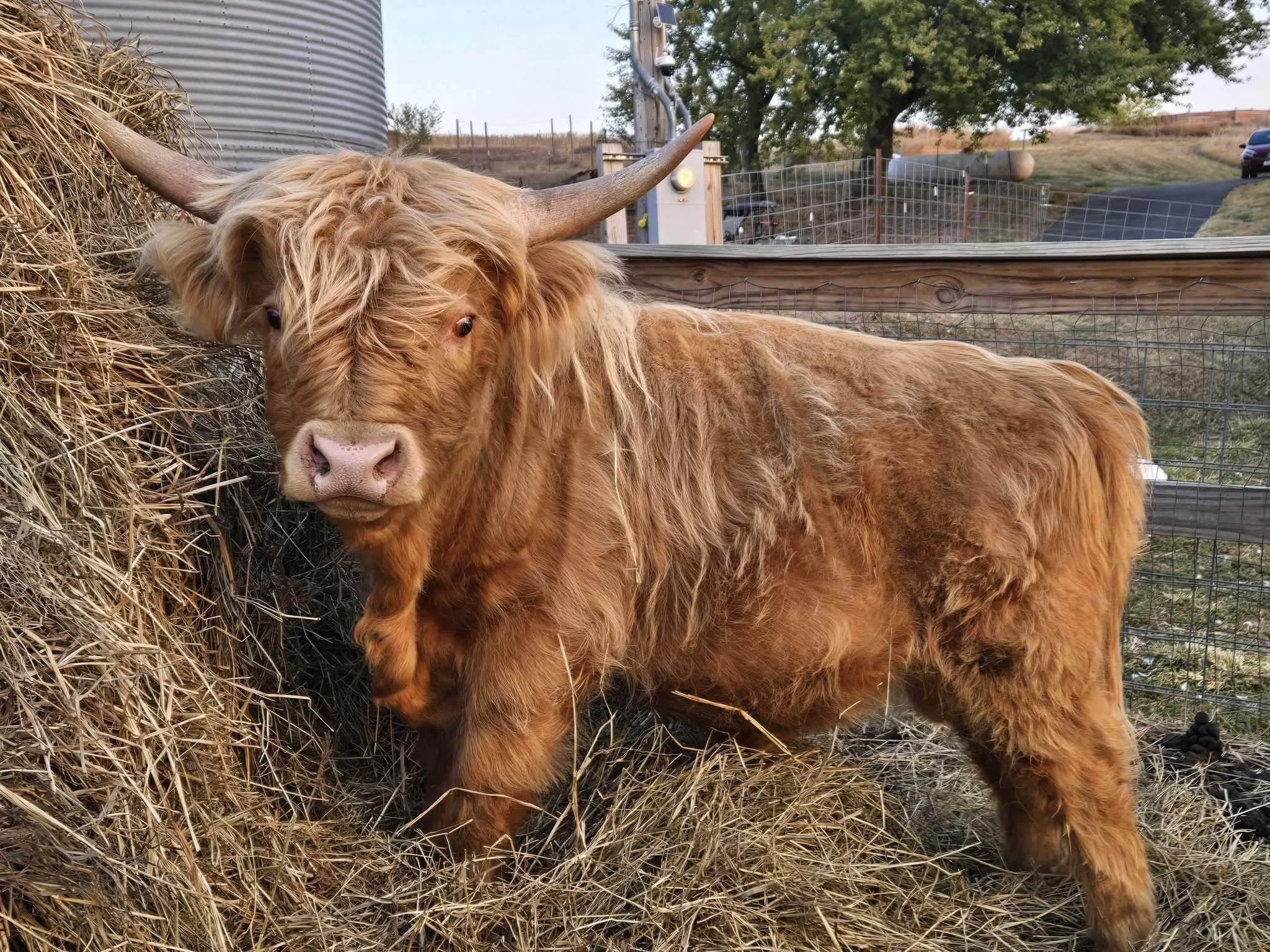 A Highland cow with long, shaggy, reddish-brown fur and large horns standing next to a pile of hay.