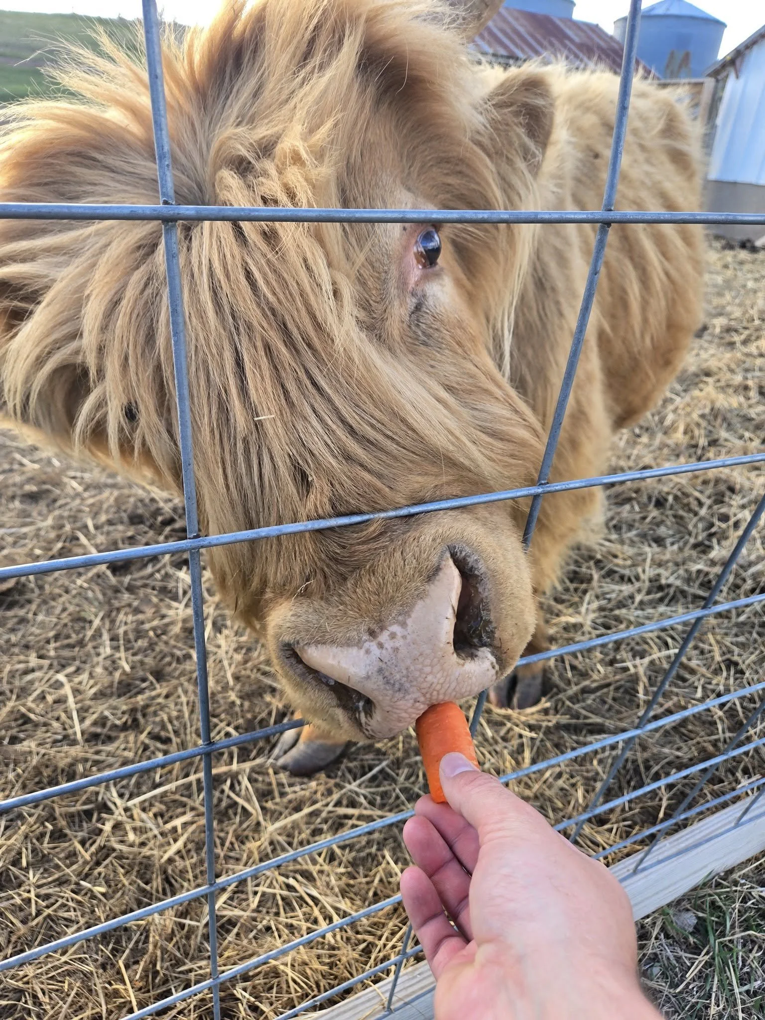 A person feeds a carrot to a llama through a wire fence on a farm.