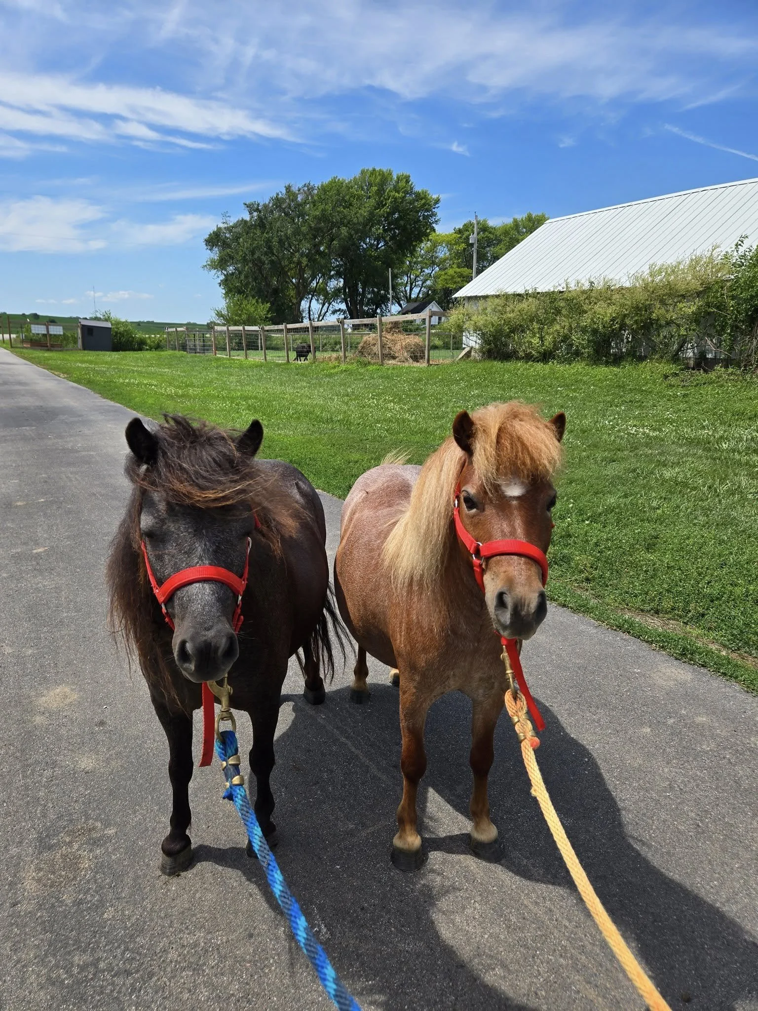 Two small horses or ponies with red bridles standing on a paved path in a rural setting with green grass and trees under a blue sky.
