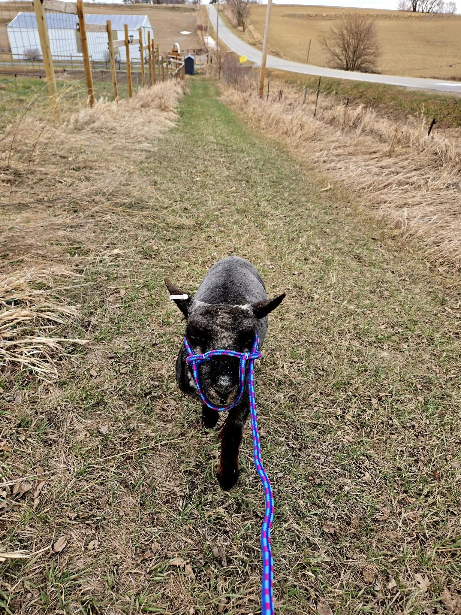 A small black goat wearing a colorful harness and leash, walking on a grassy trail in a rural area with hills, trees, and farm structures in the background.